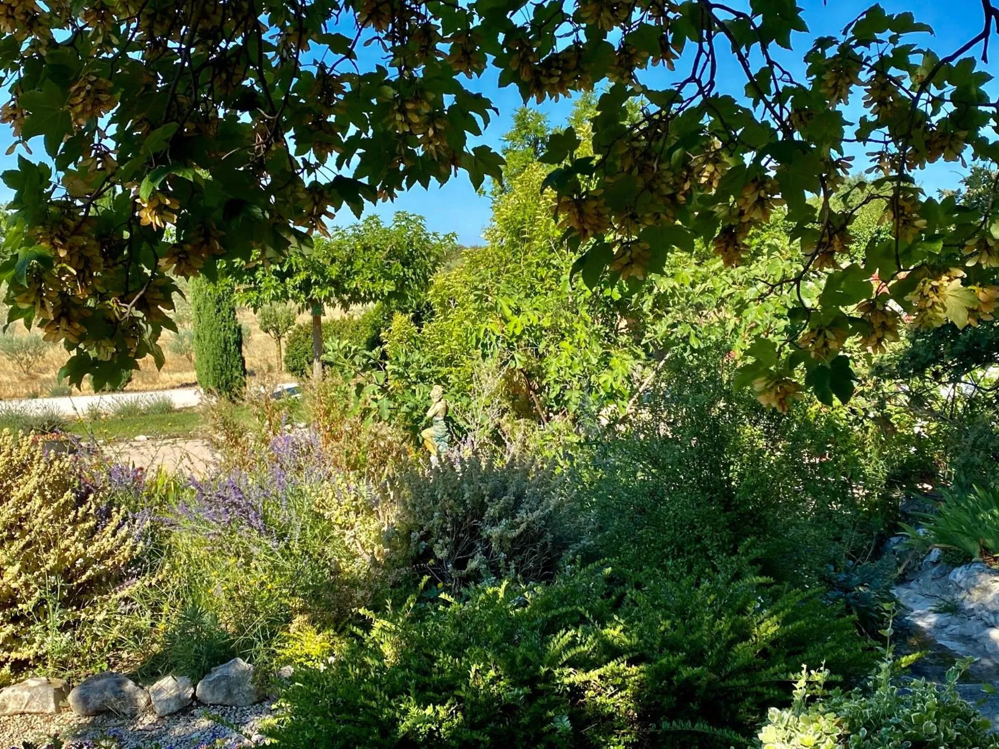 Garden in Mas des Olives