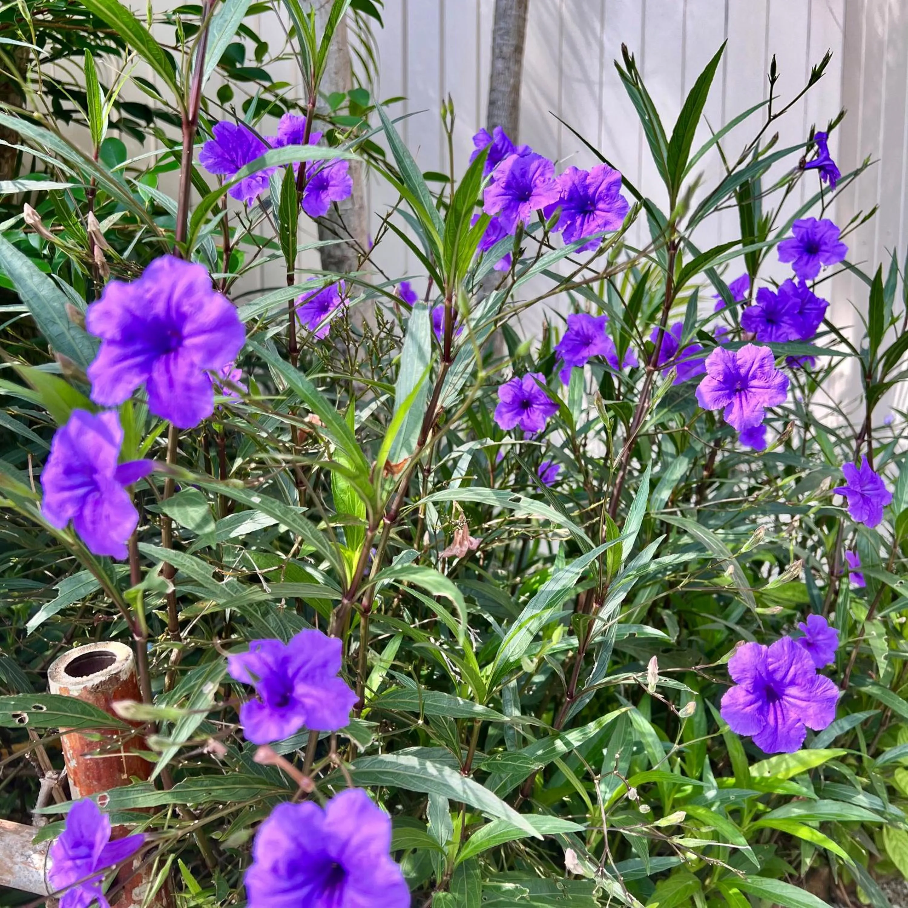 Garden in Mama Beach Residence - Adults Only