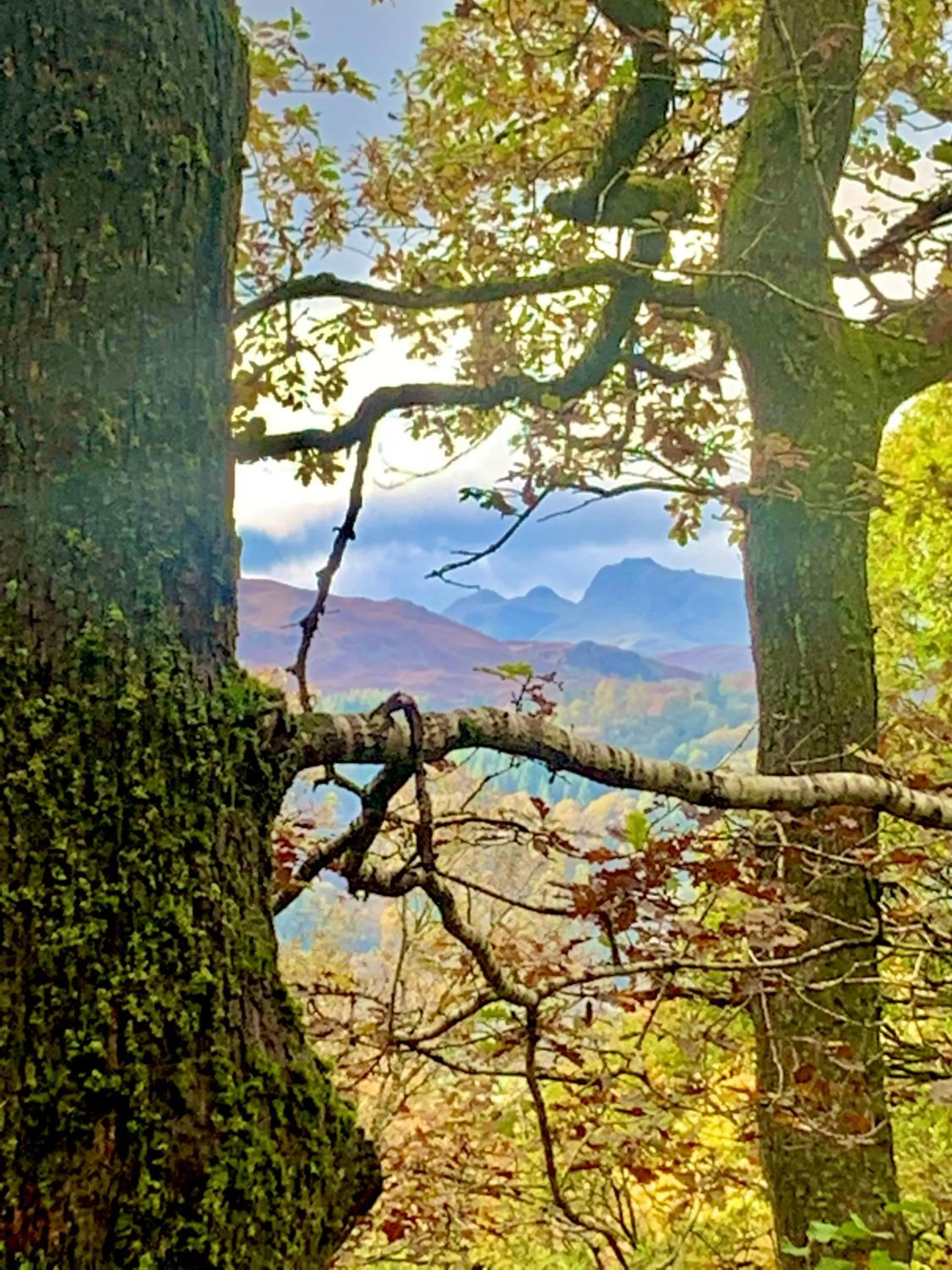 Natural landscape in Hillsdale B&B in Ambleside