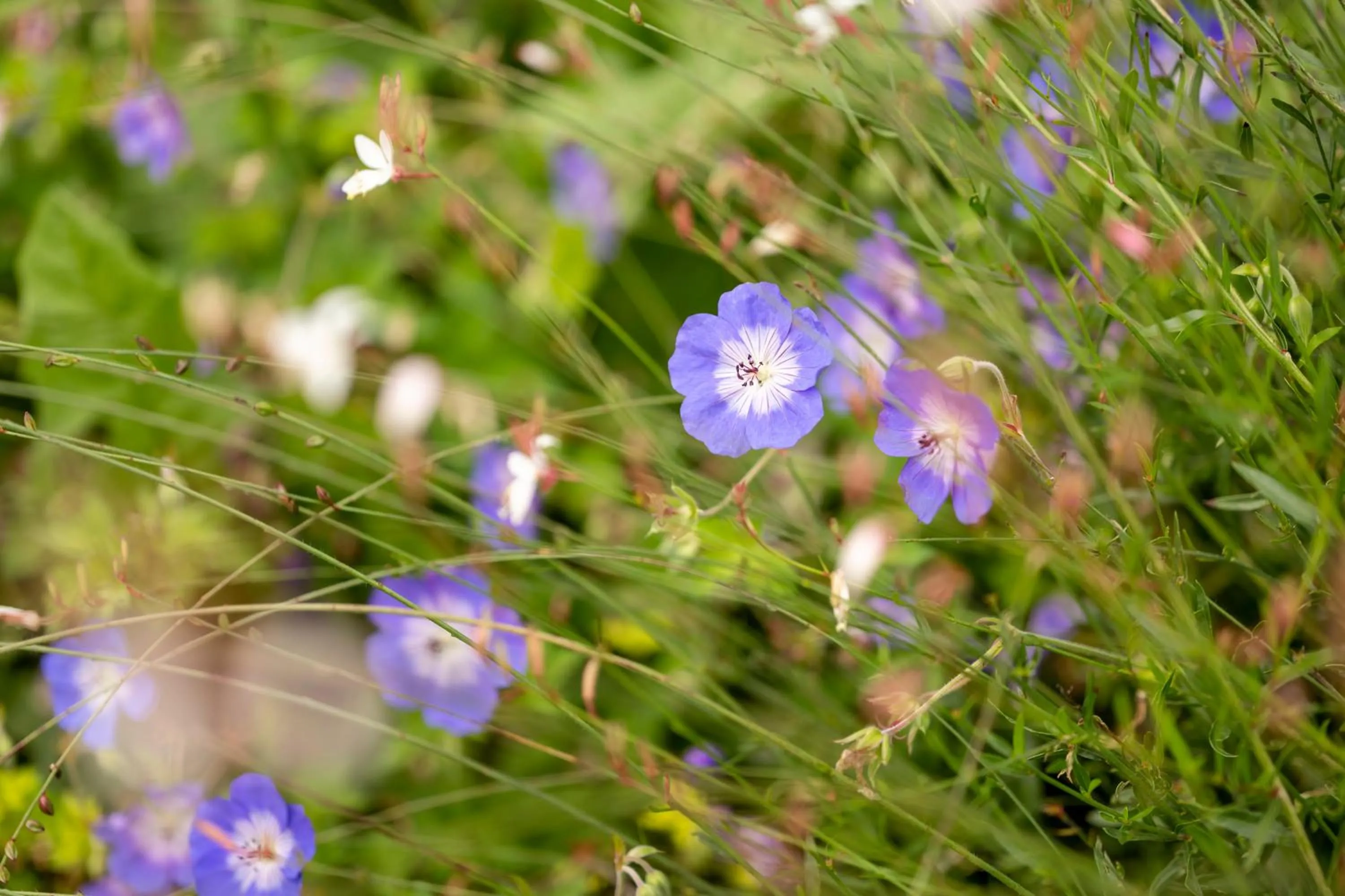 Natural landscape in NEUWIRT - Boutiquehotel & Wirtshaus