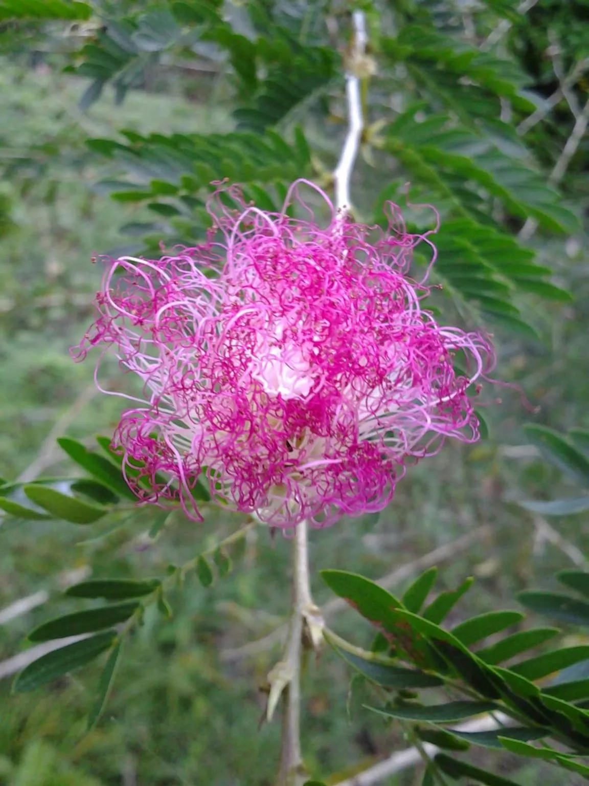 Hotel Casa Conley Del Mar