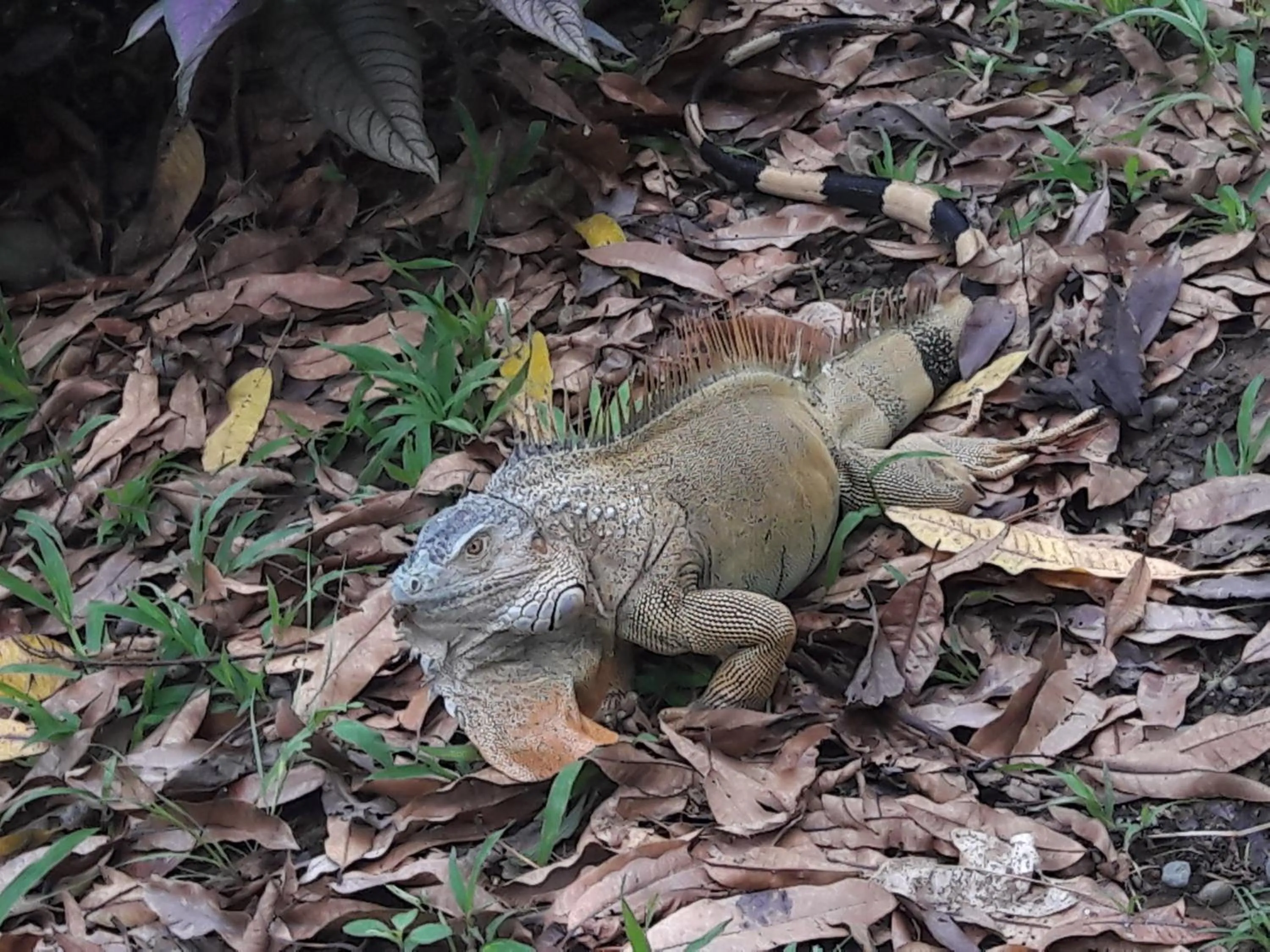 Hotel Casa Conley Del Mar