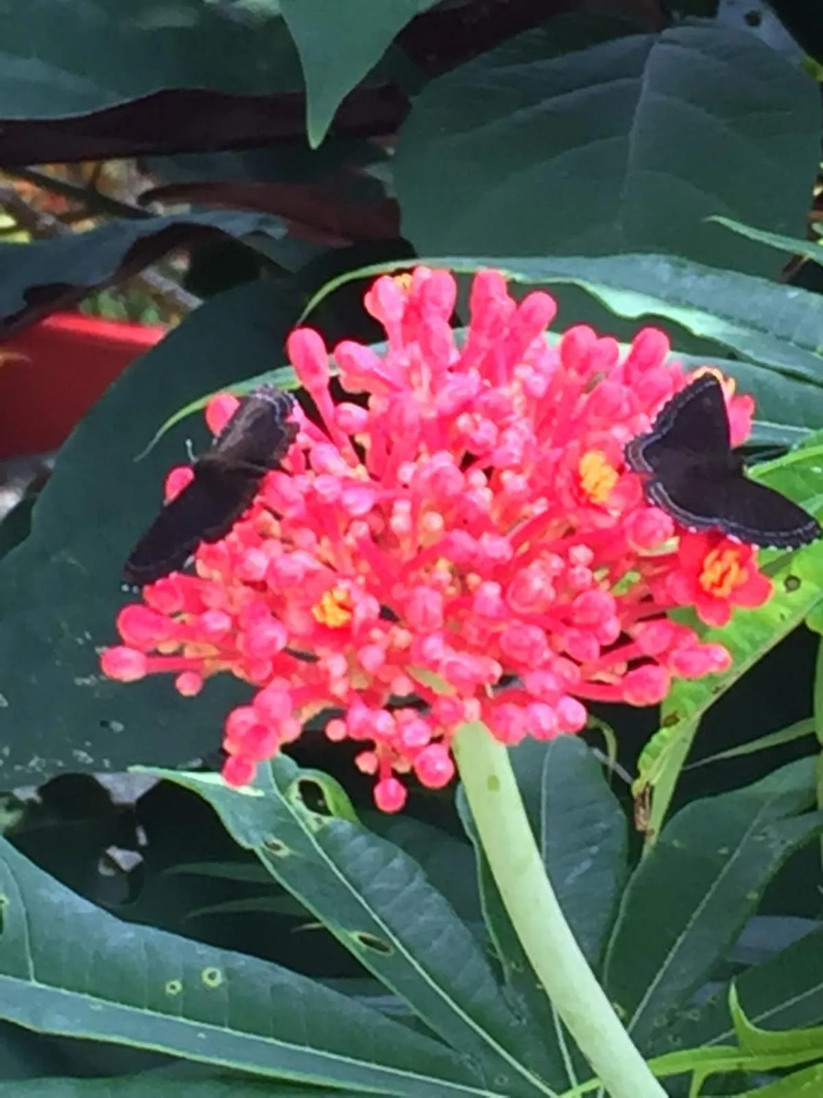 Hotel Casa Conley Del Mar