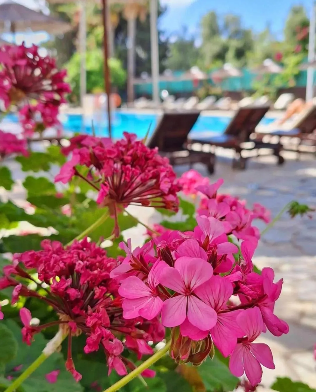 Swimming pool in Veronica Hotel