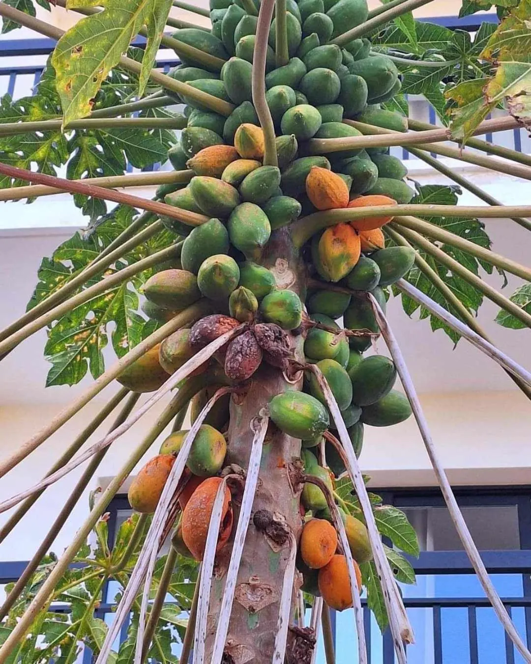 Garden in Veronica Hotel