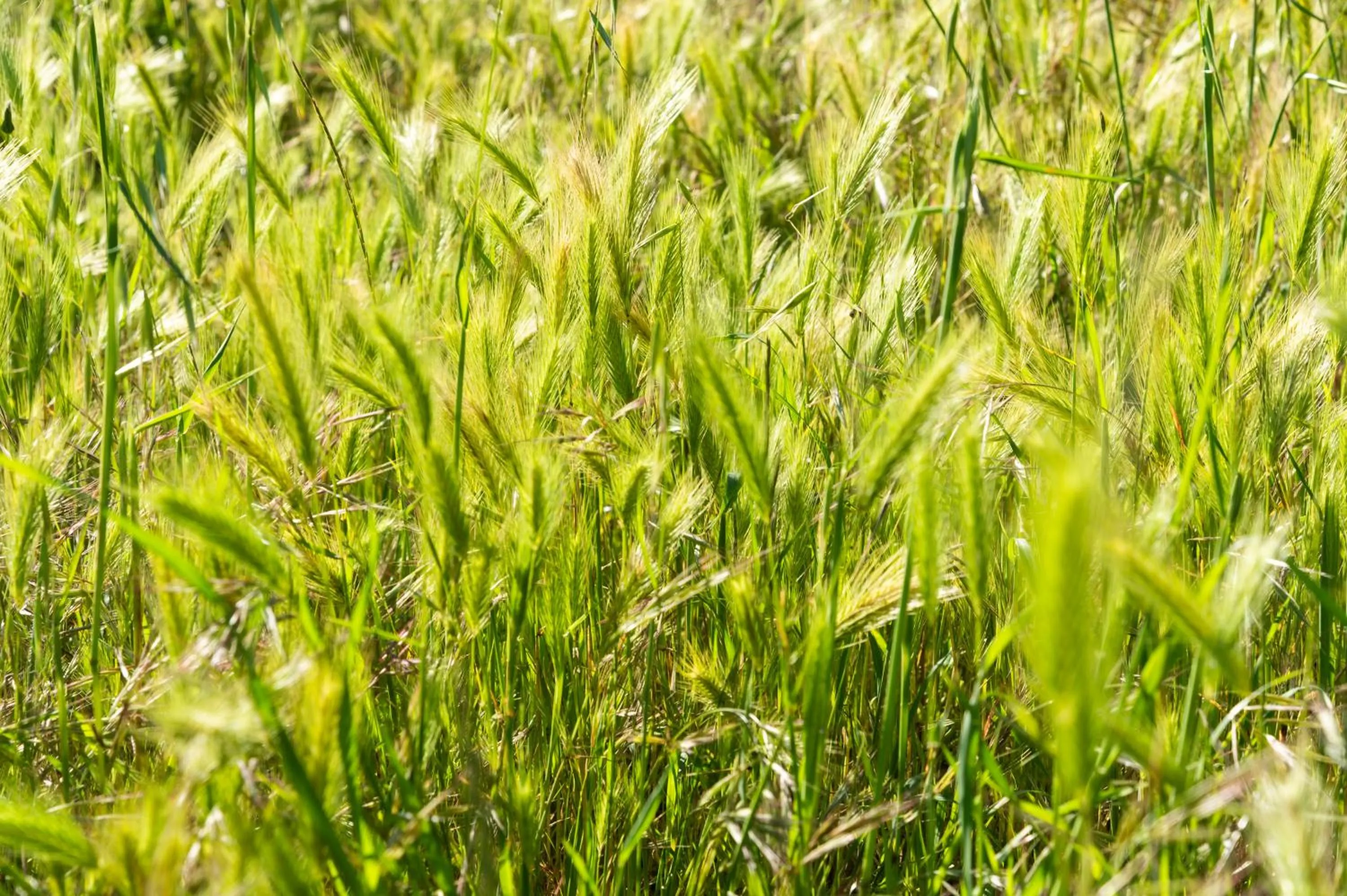 Natural landscape in La Rimbecca Greve in Chianti