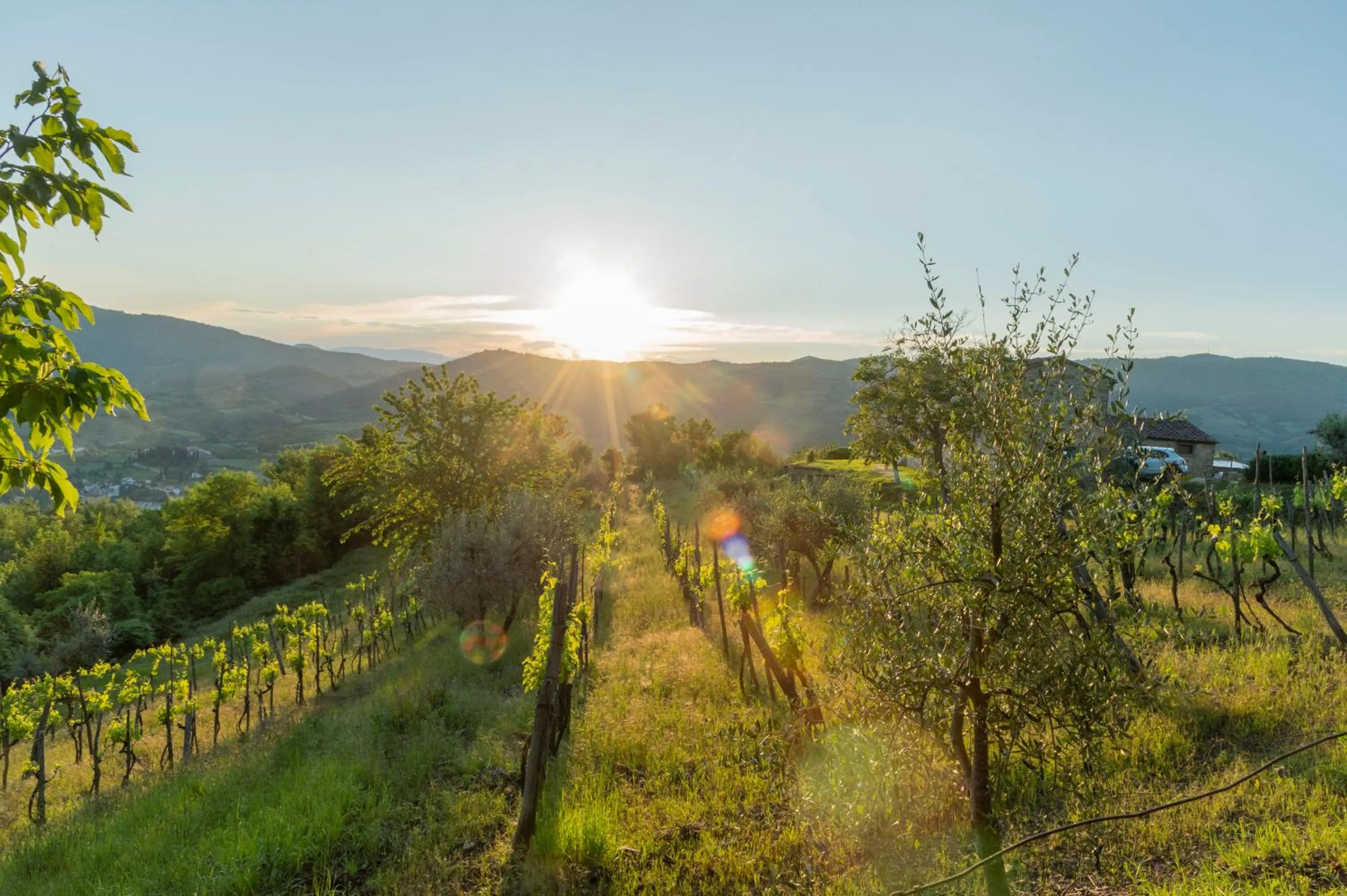 Sunrise in La Rimbecca Greve in Chianti
