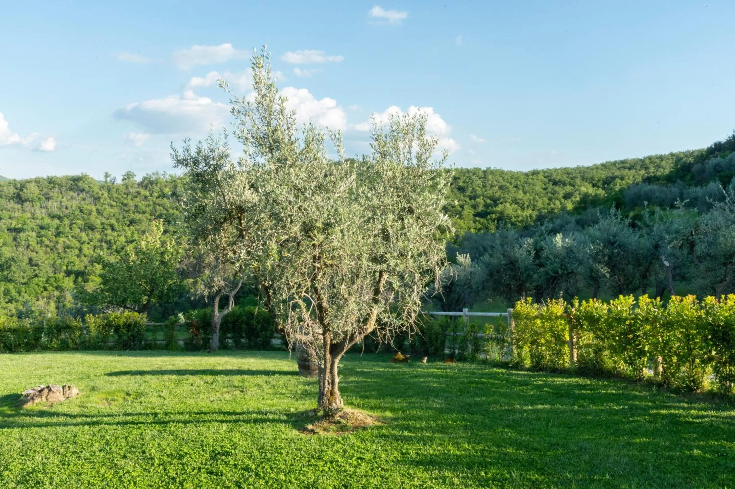 Garden in La Rimbecca Greve in Chianti