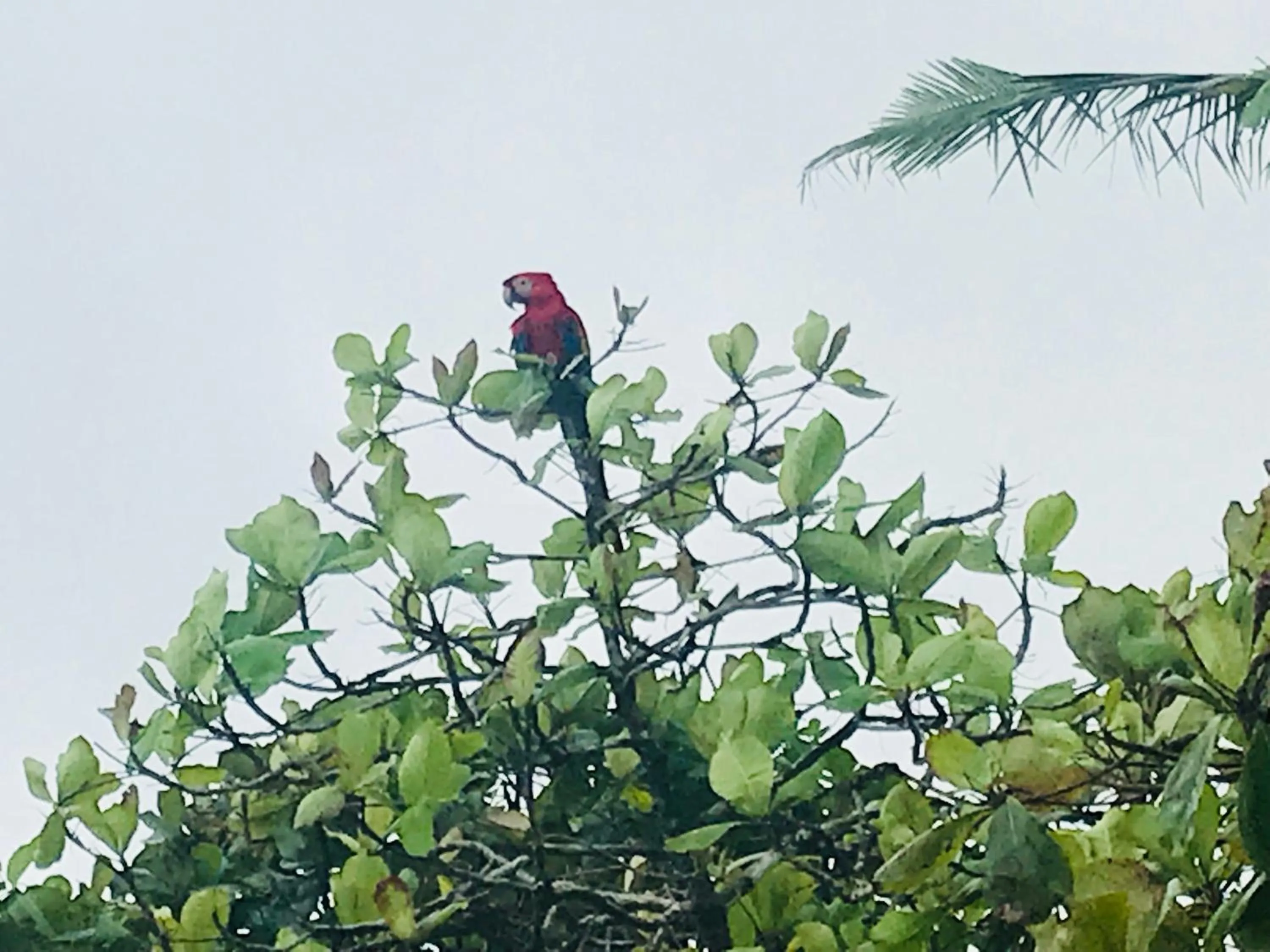 Entertainment in Hotel Casa Gitana Corcovado Tour operador