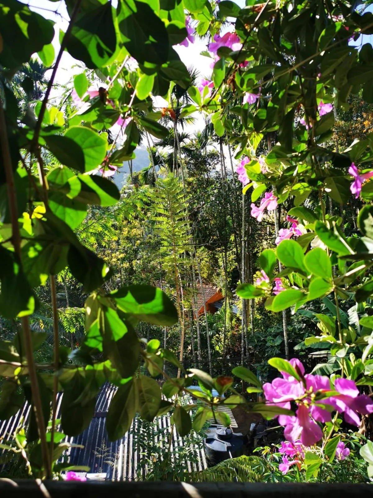 Natural landscape in Cozy Homestay Waterfall Road Ella