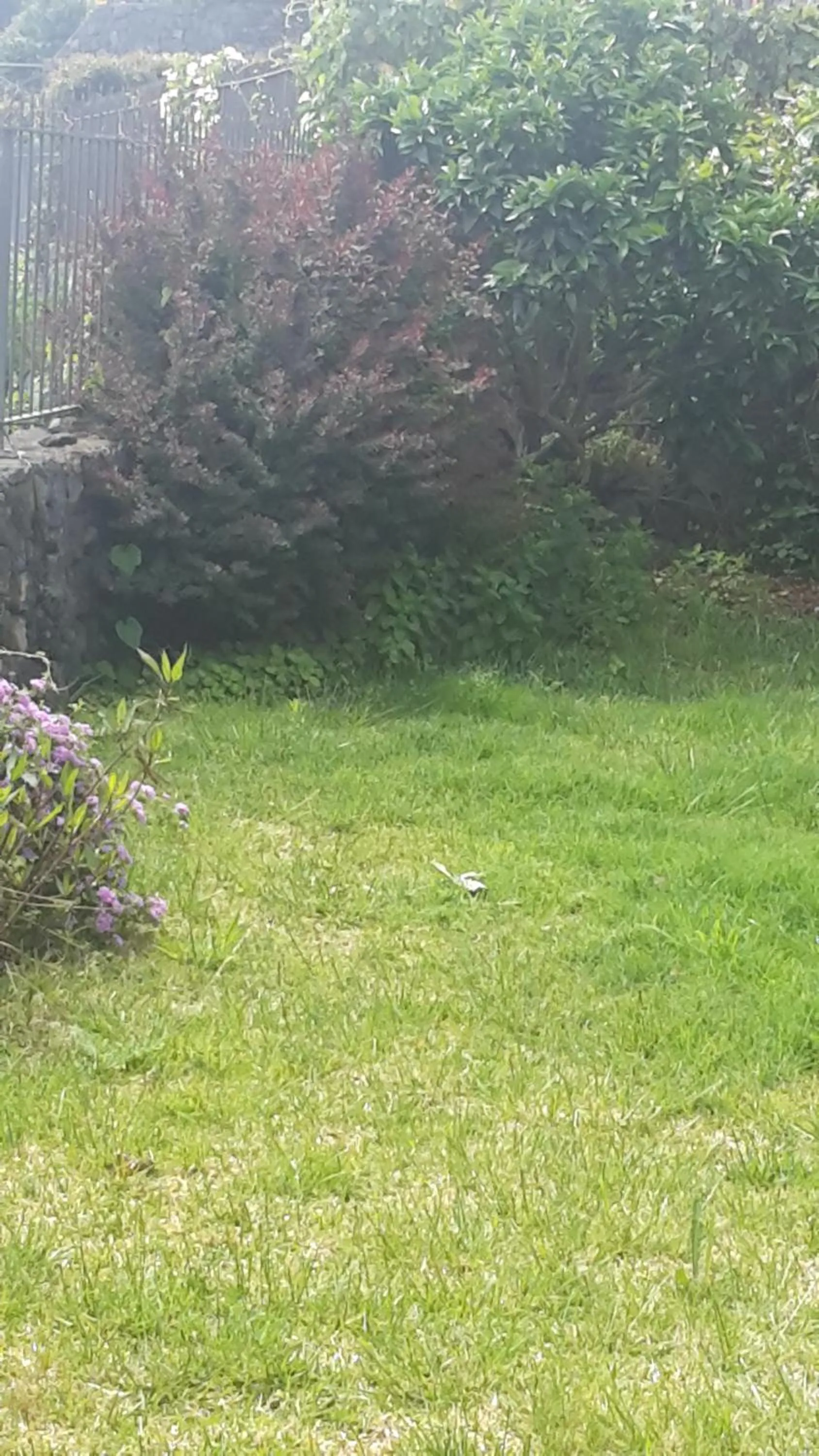 Garden in Poggio Sambuco