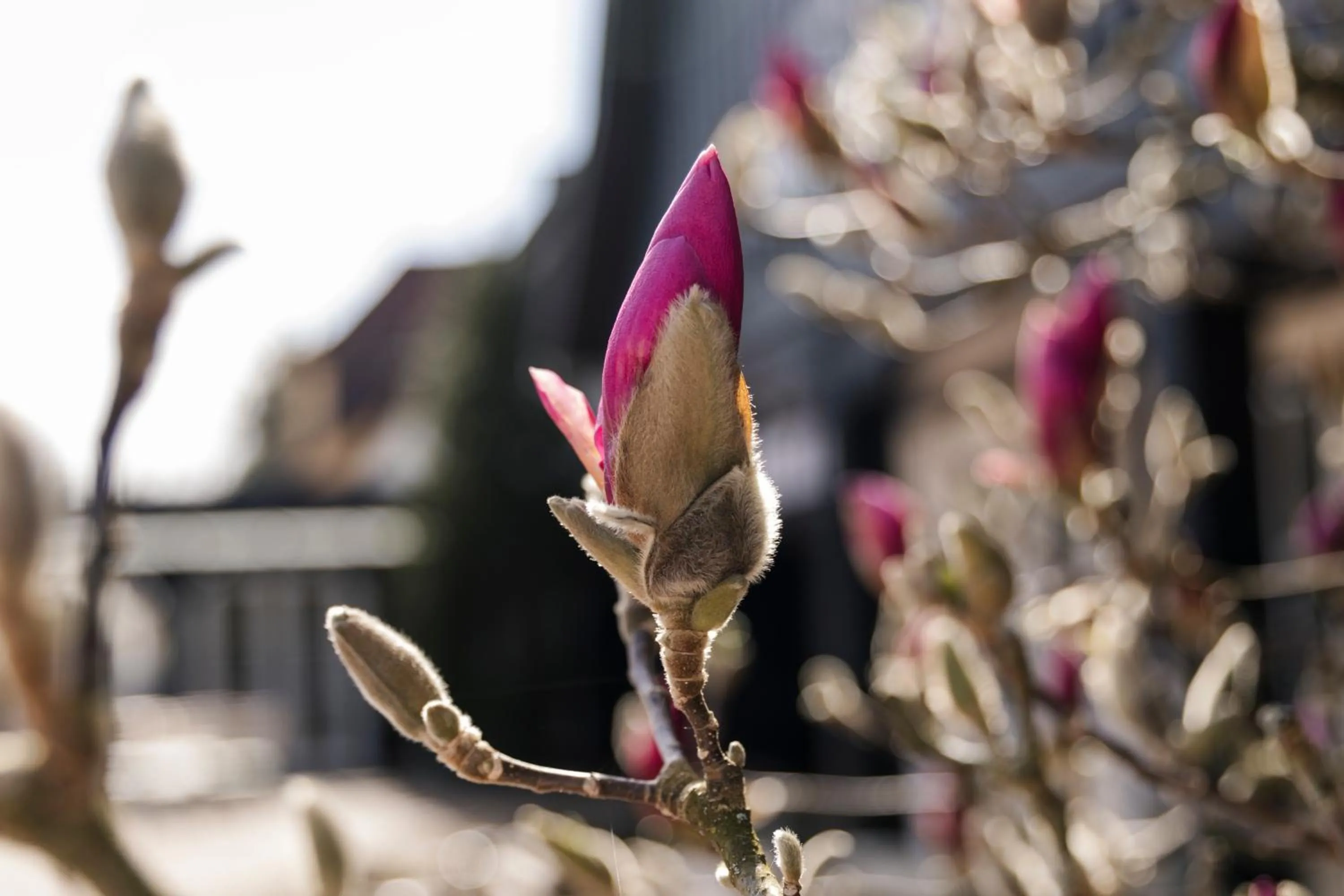 Garden in Landhotel Jann Hinsch Hof