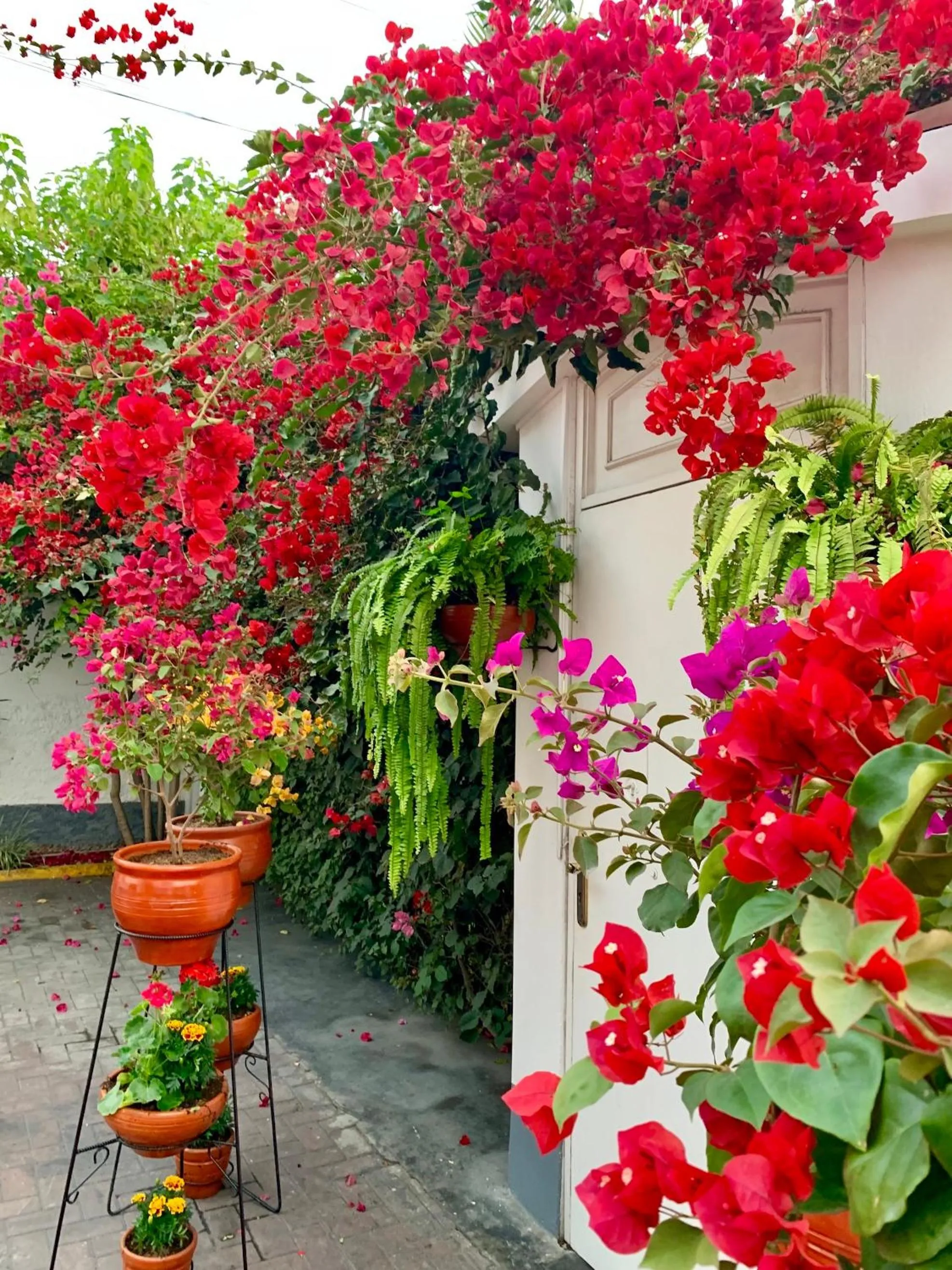 Patio in Casa Bella Boutique Hotel San Isidro