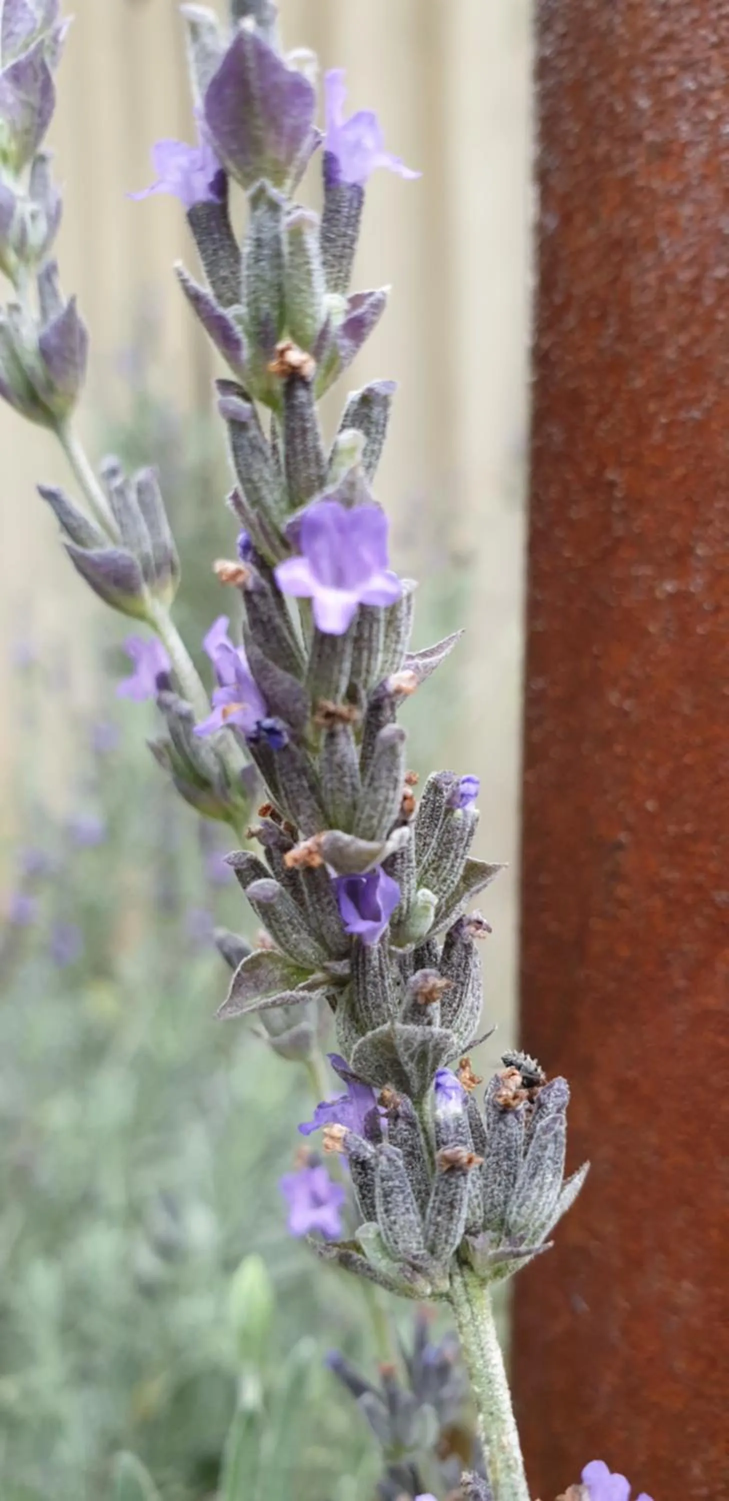 Garden view in Haggards on Hilldrop