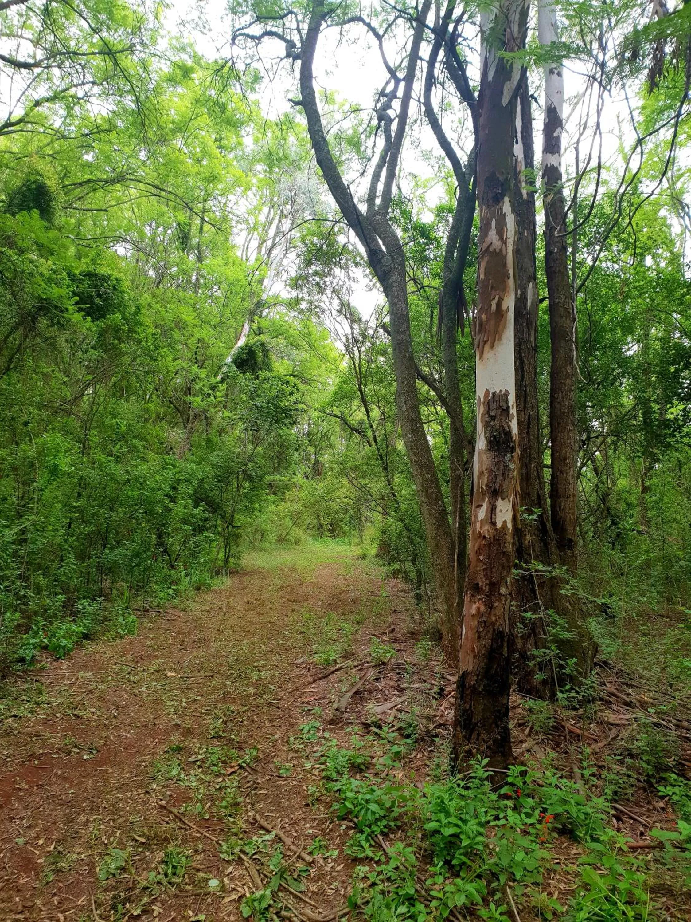 Natural landscape in Haggards on Hilldrop