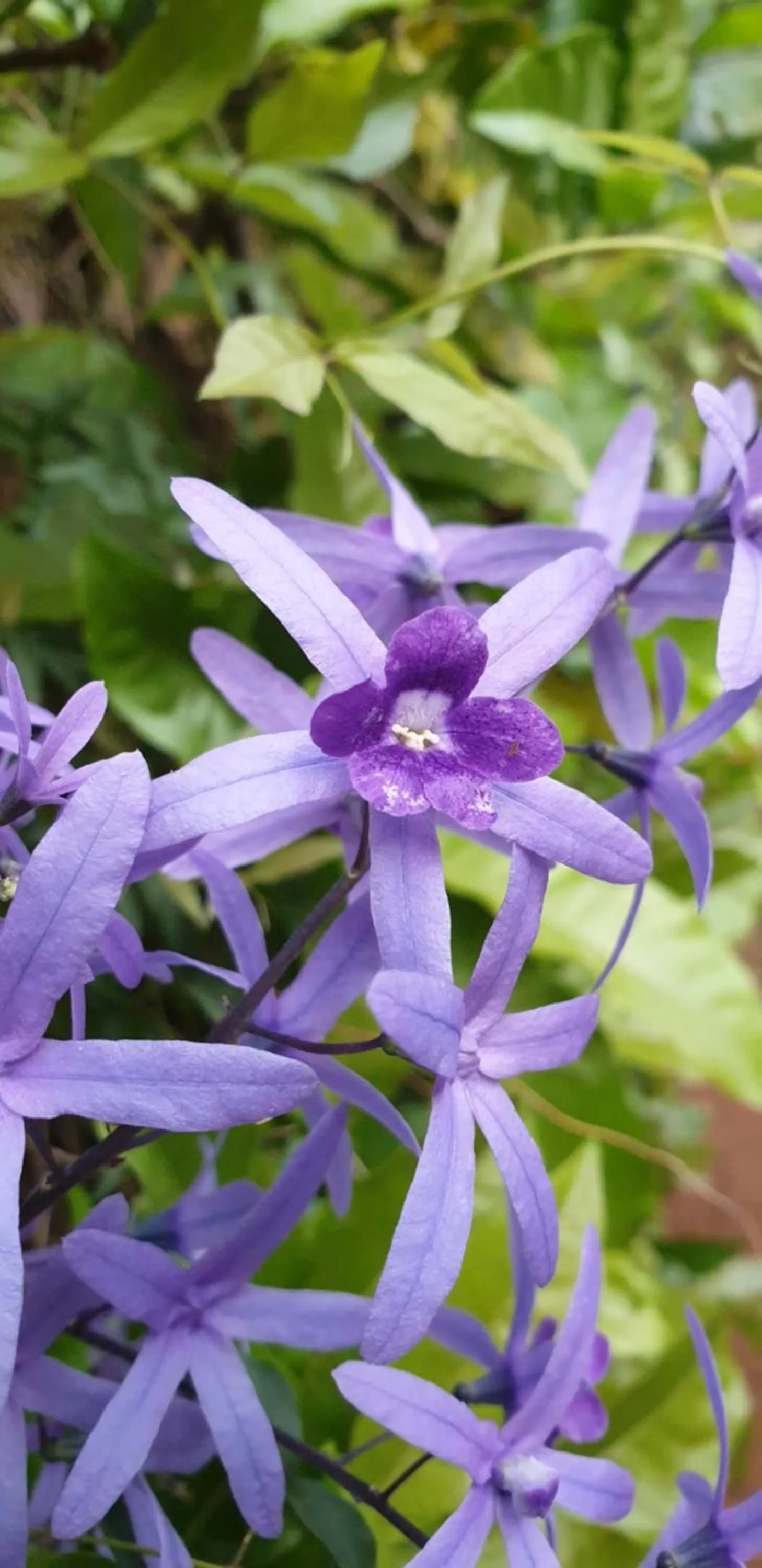 Garden in Haggards on Hilldrop