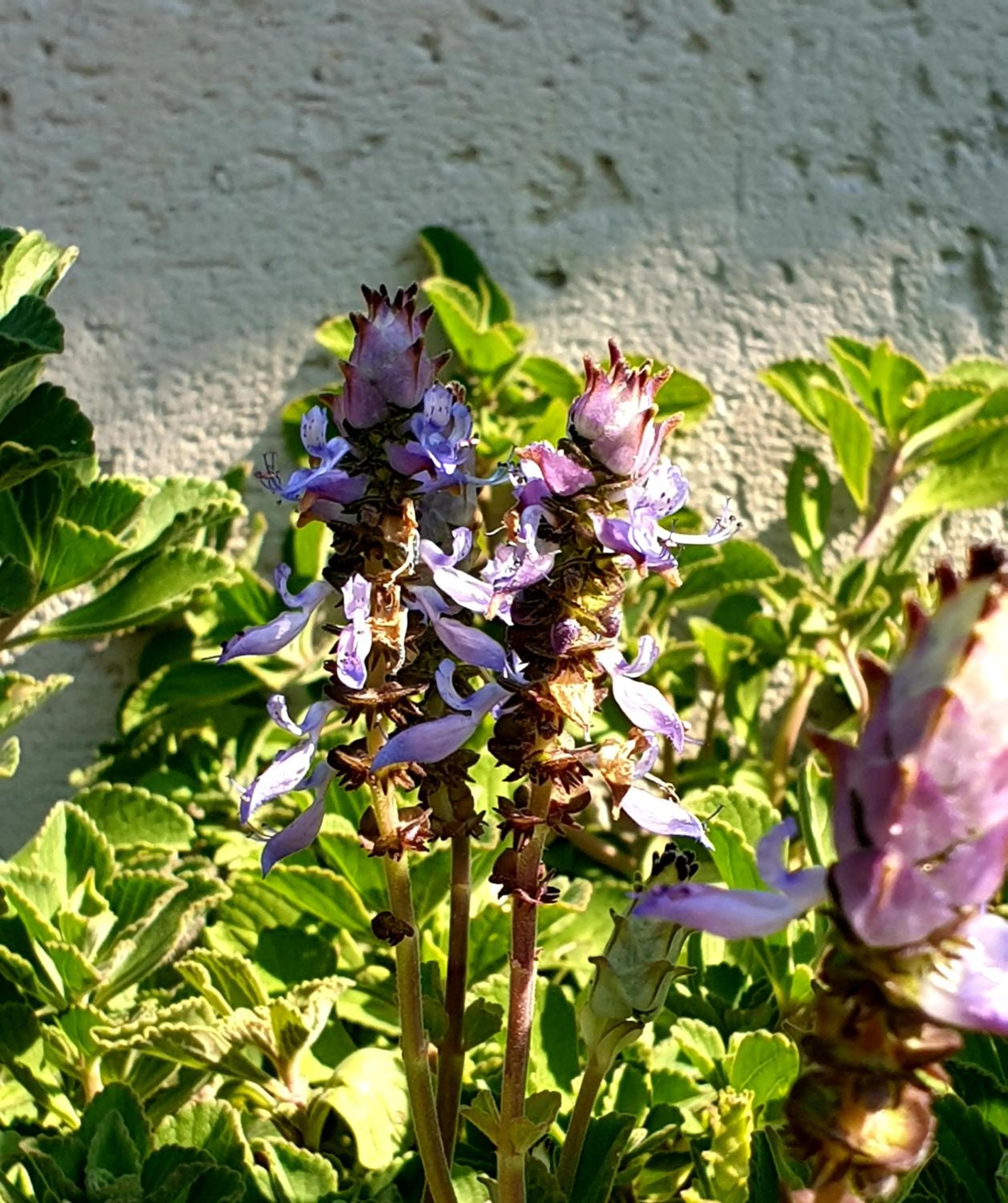 Garden view in Haggards on Hilldrop