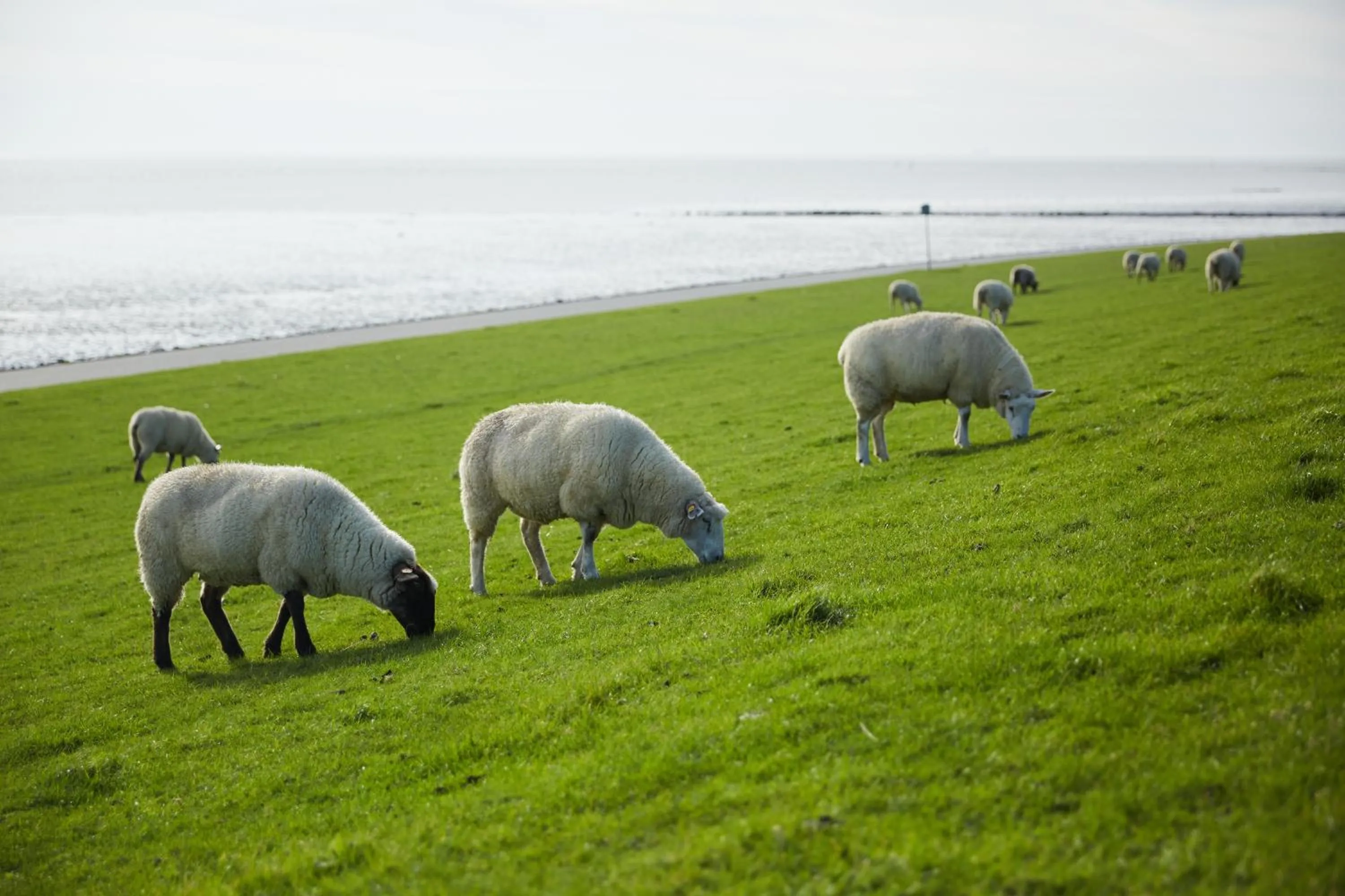 Area and facilities in Strandhotel Salty