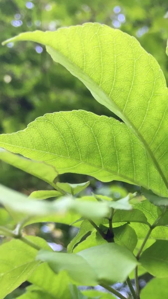 Guesthouse Hoshizora no Akari