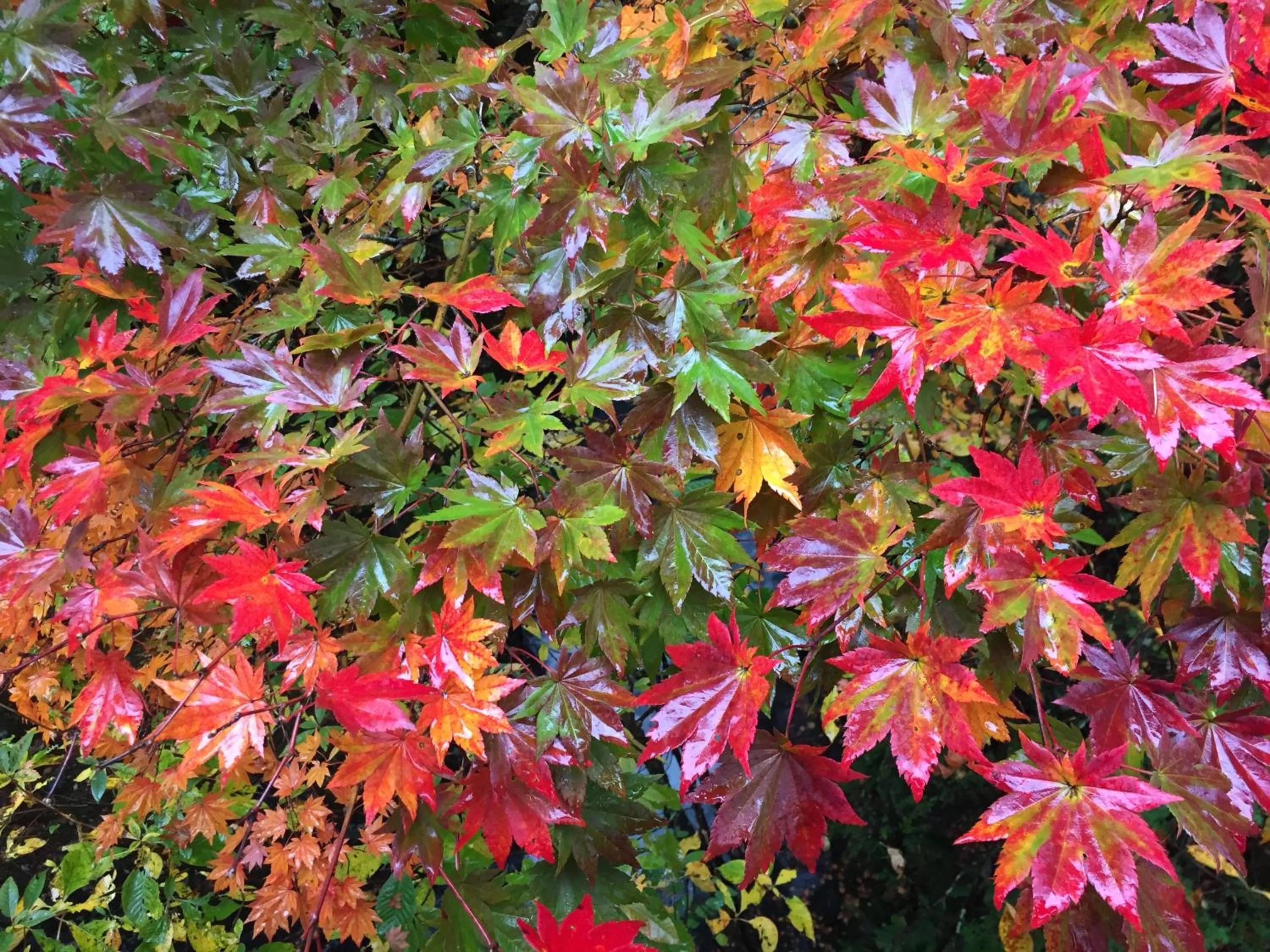 Guesthouse Hoshizora no Akari