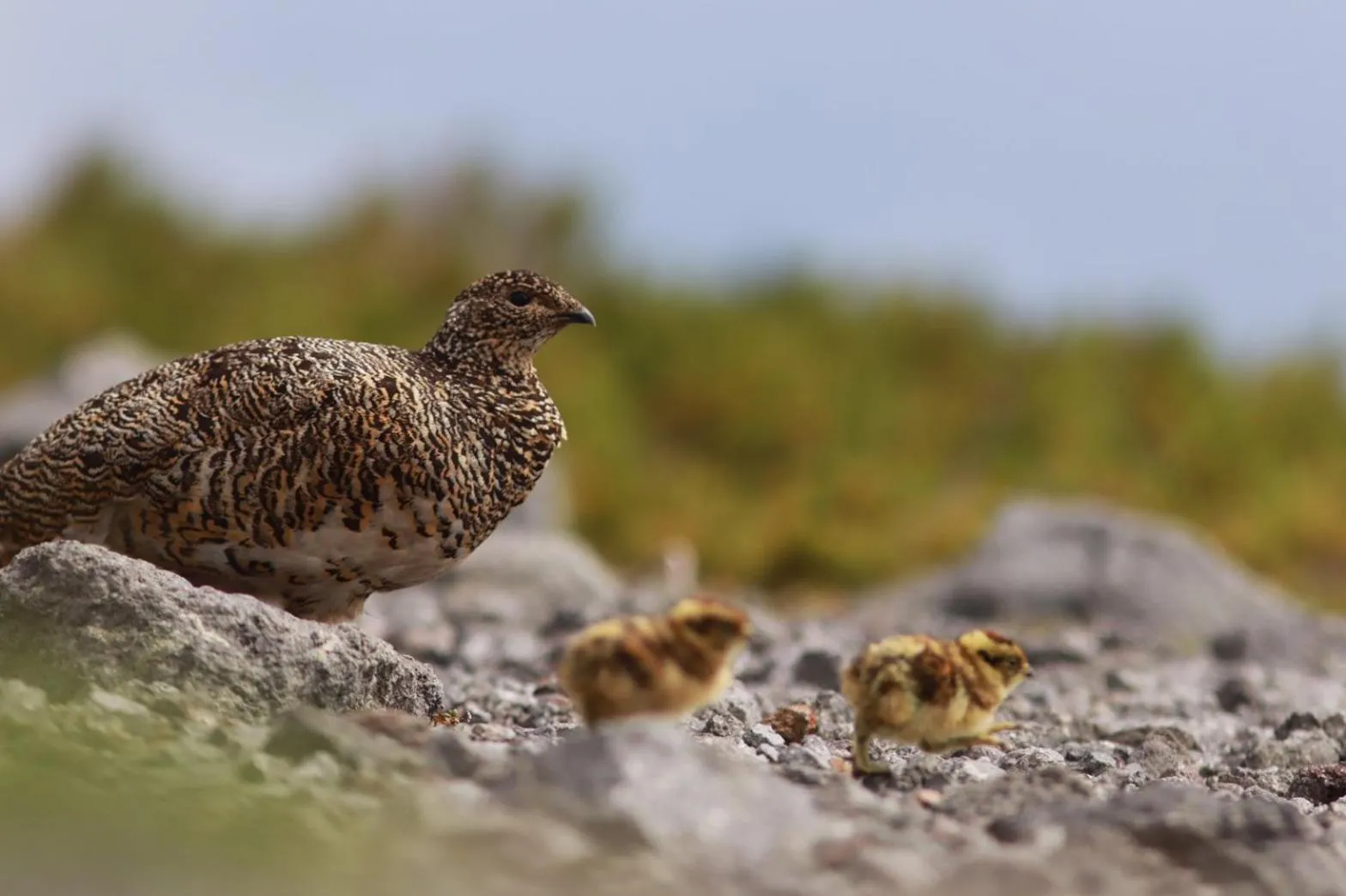Guesthouse Hoshizora no Akari