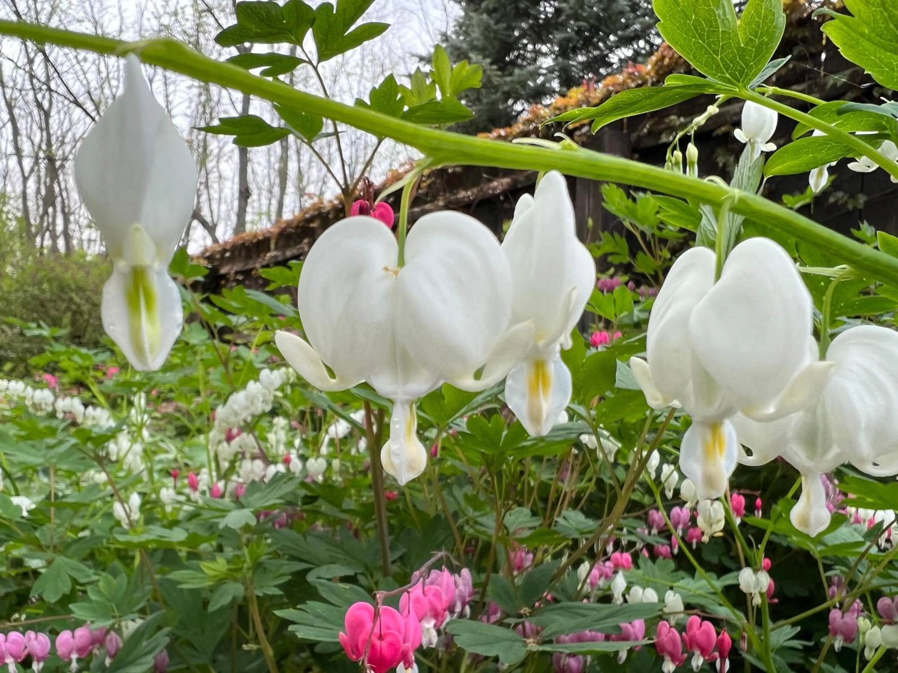 Spring in 1795 Acorn Inn Bed and Breakfast