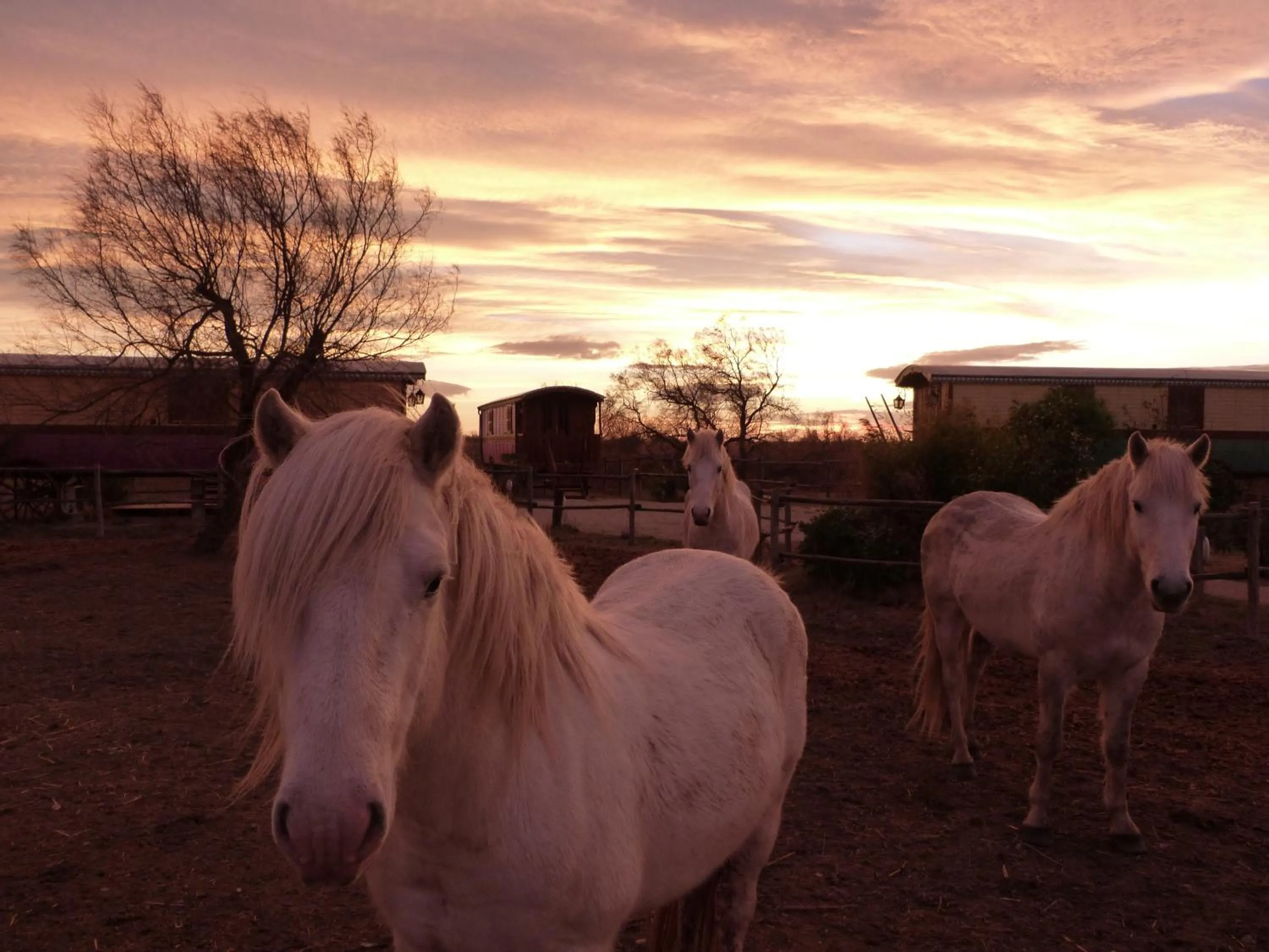 Garden in Mas De Calabrun