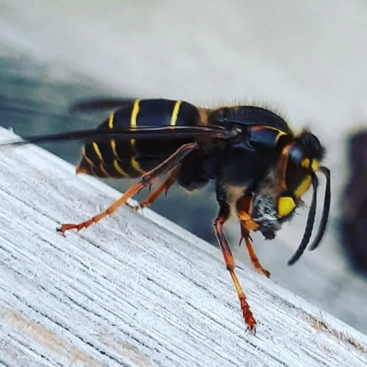 Animals in Hotel Sonnenlicht Maria Alm