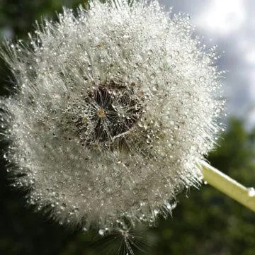 Breakfast in Hotel Sonnenlicht Maria Alm