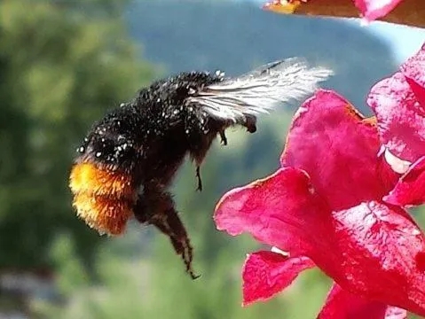 Breakfast in Hotel Sonnenlicht Maria Alm