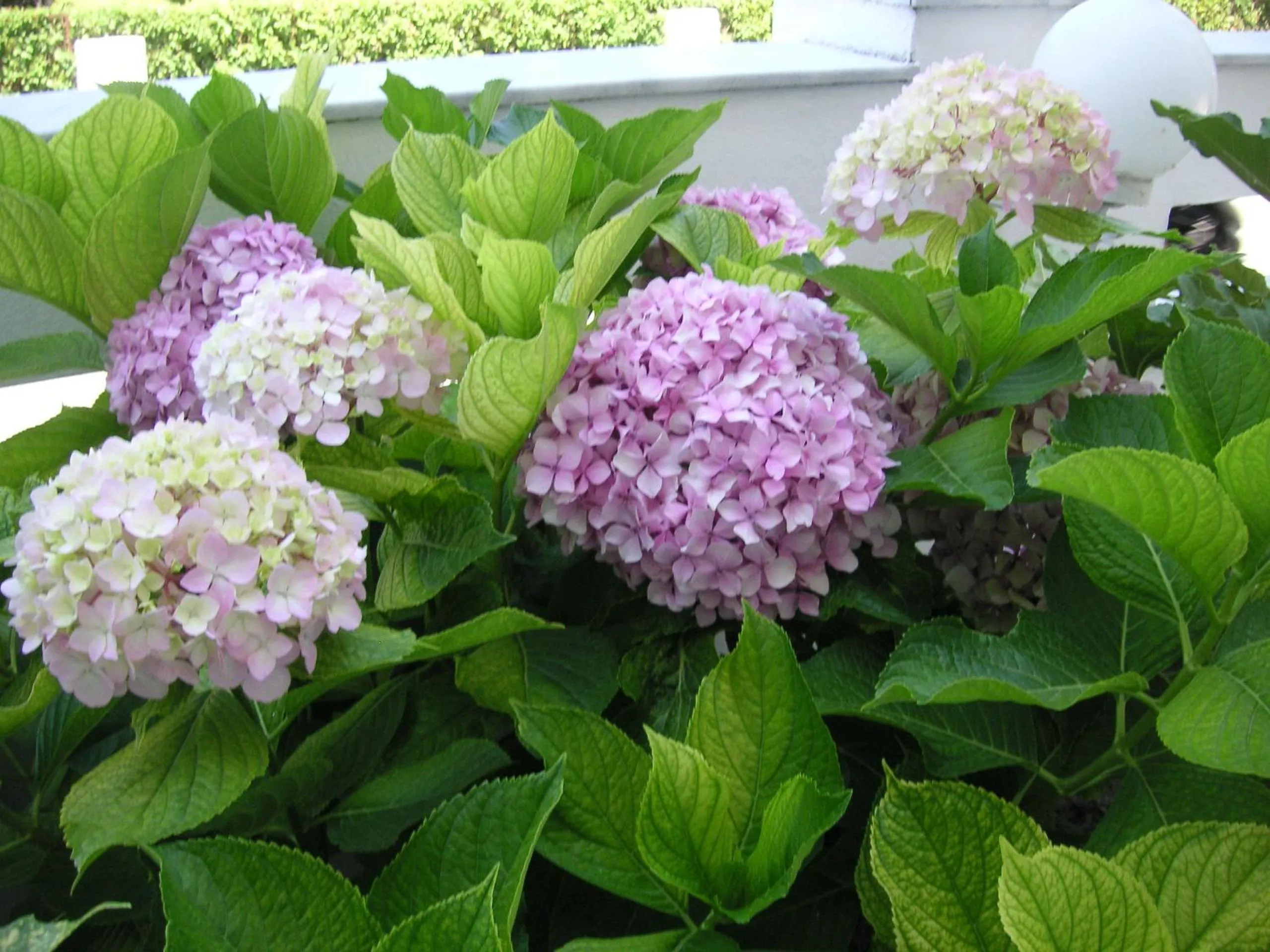 Garden in Danae Hotel