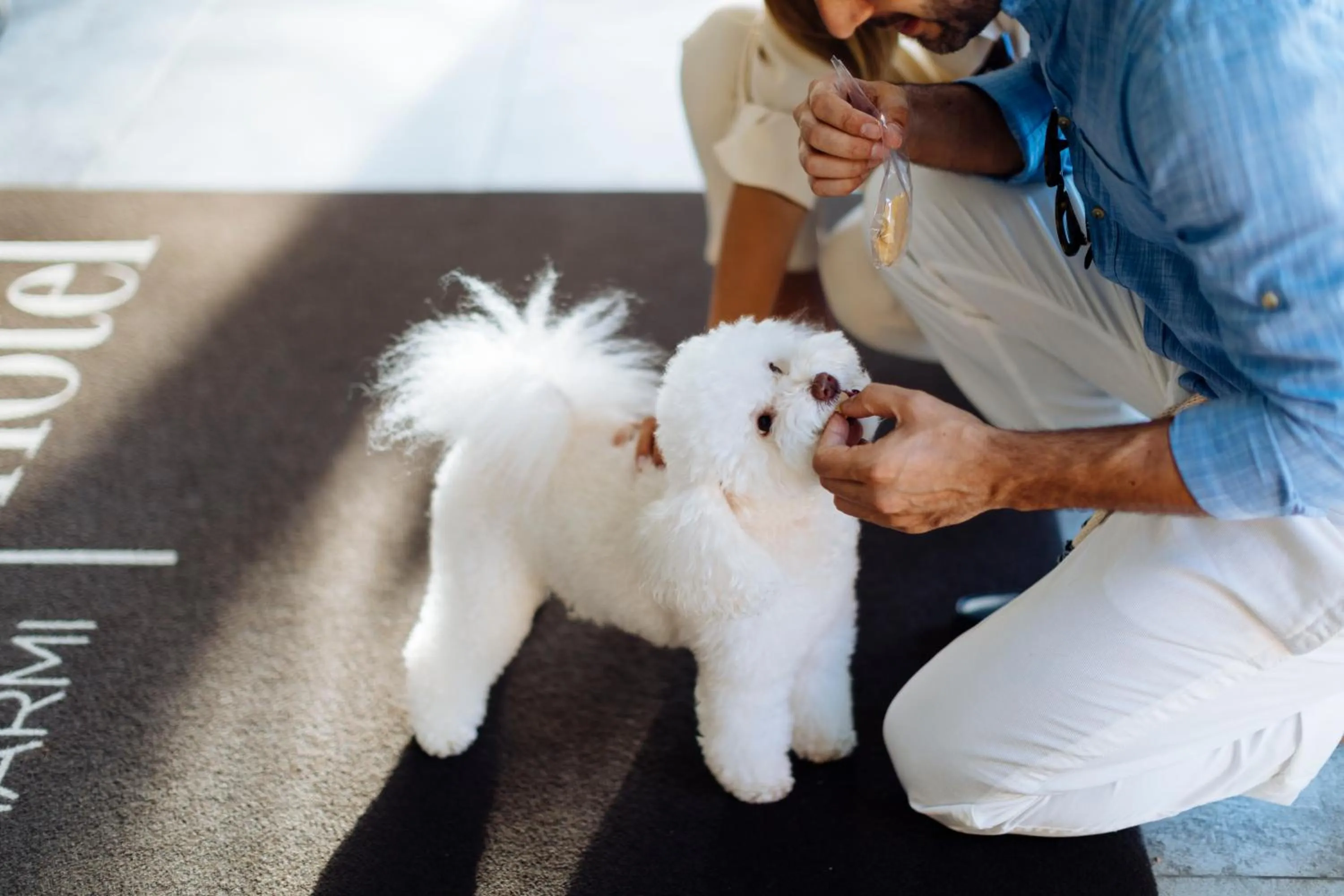Pets in Hotel St.Mauritius