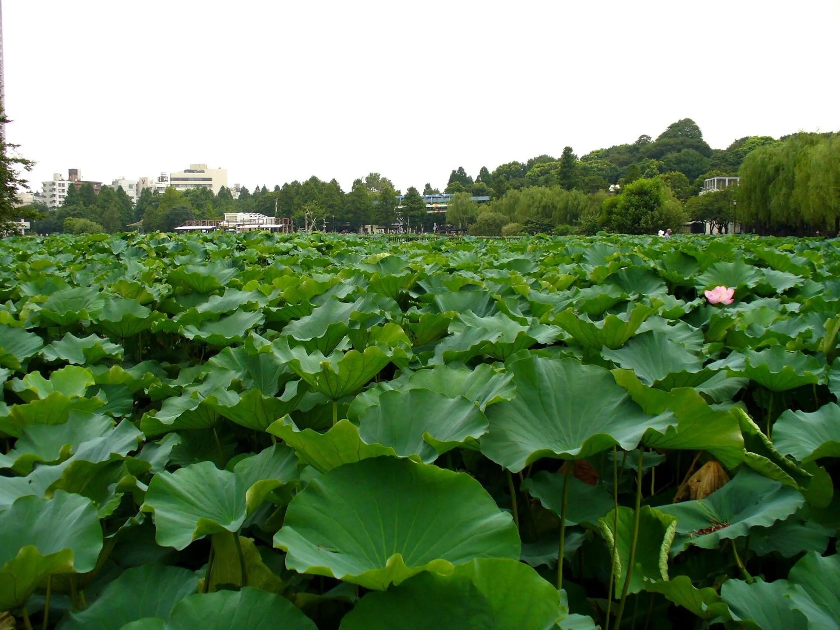 Nearby landmark in Hotel Wing International Select Ueno Okachimachi