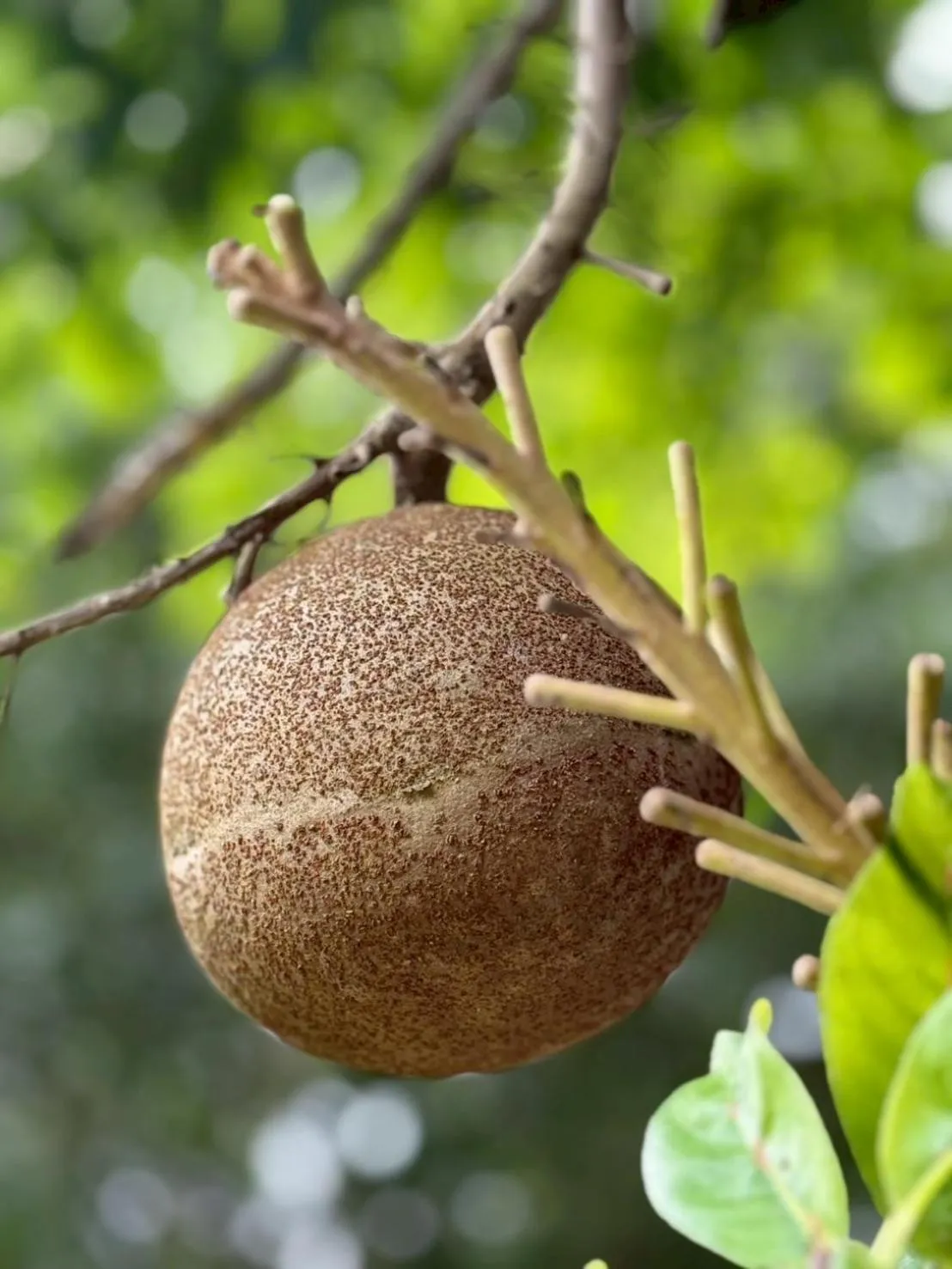 Garden in Baan Krating Pai Resort - SHA Plus