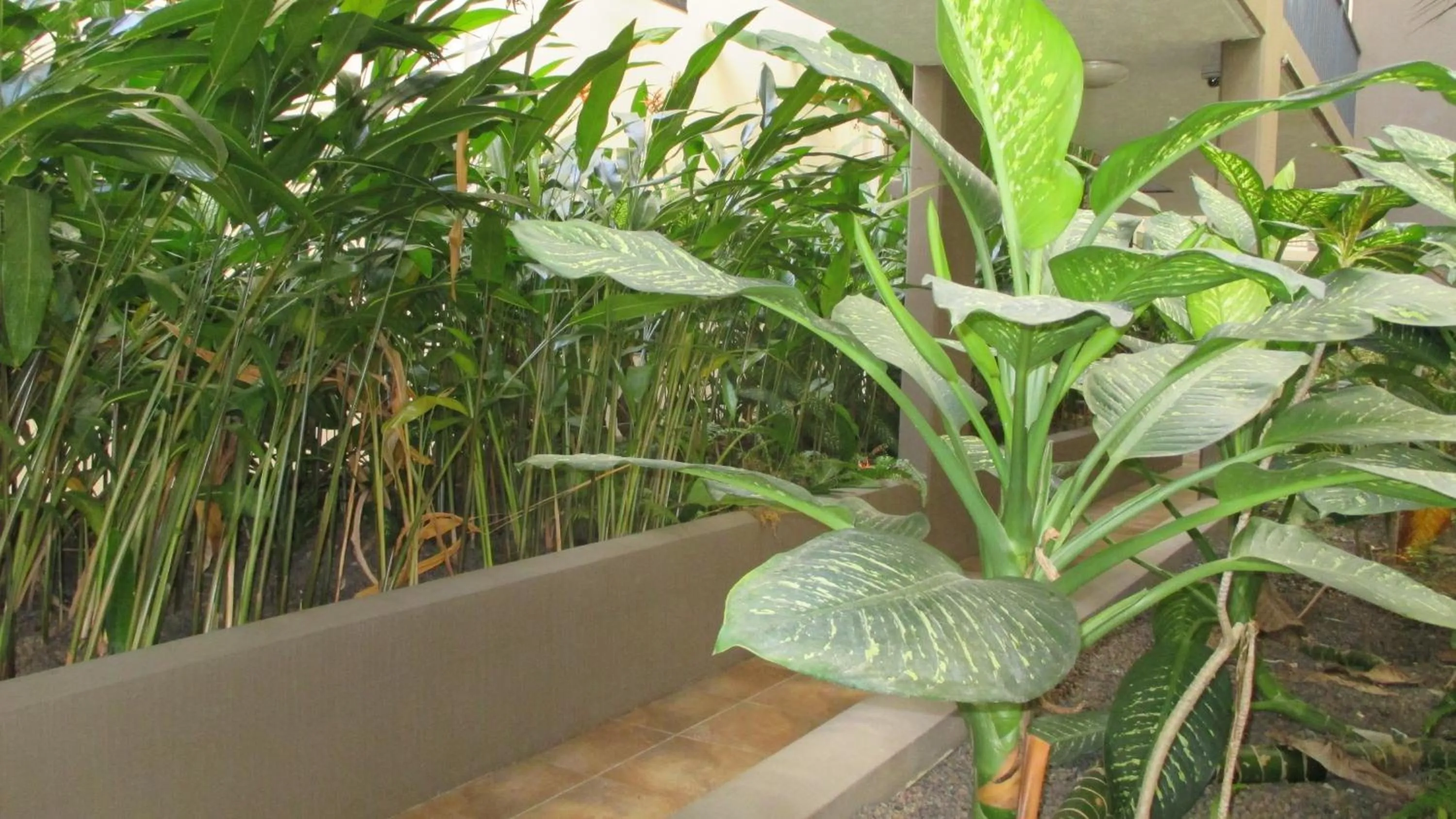 Garden in Edge Apartments Cairns