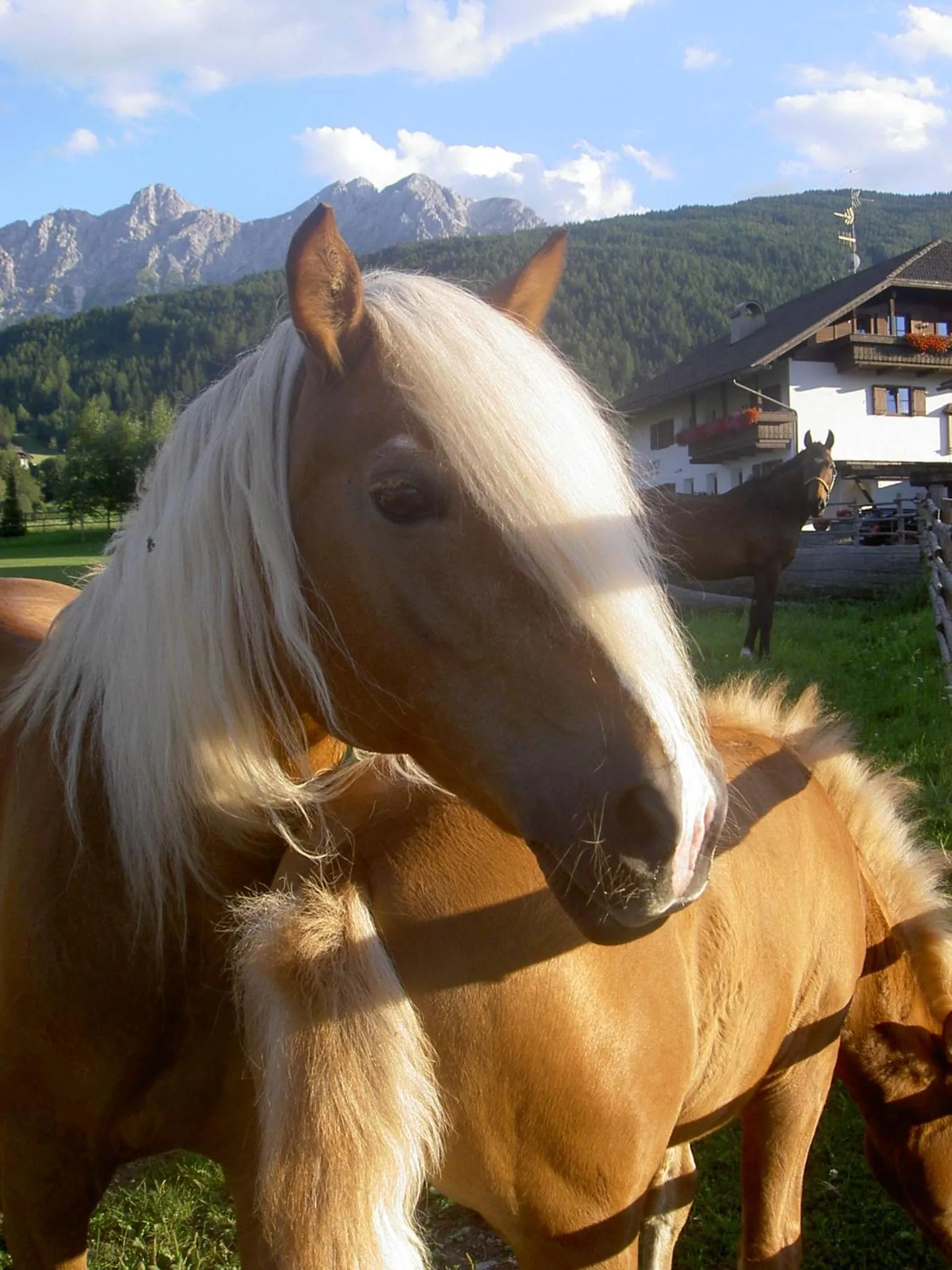 Animals in Residence Tolderhof - OlangCard included