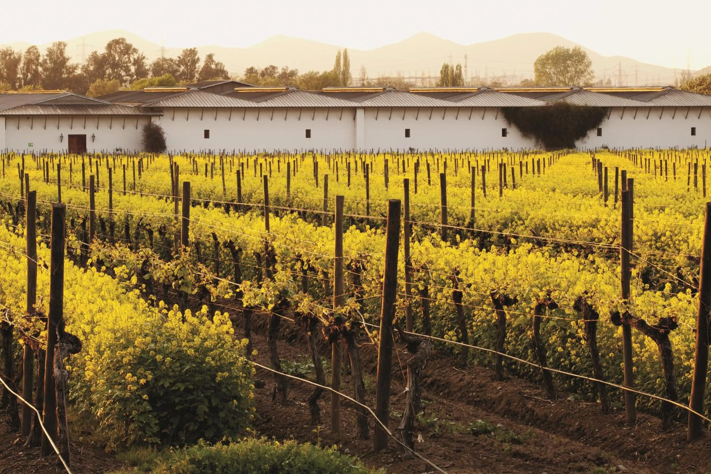 Nearby landmark in Hotel Casa Real - Viña Santa Rita