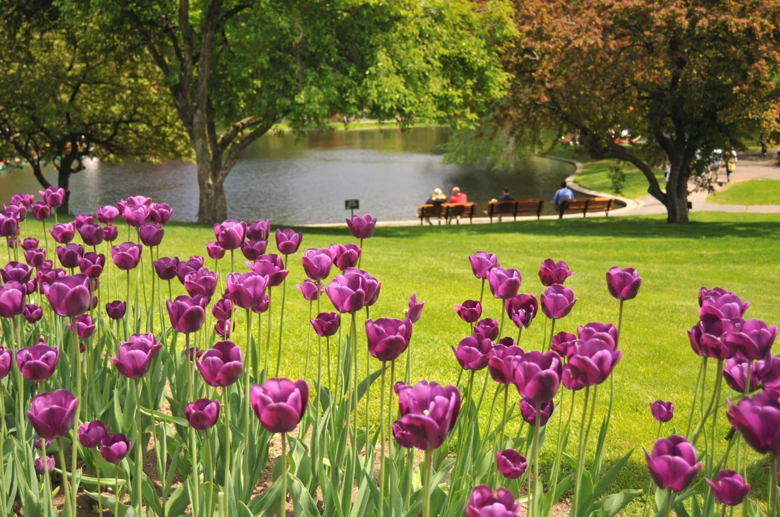 Other in Mandarin Oriental, Boston