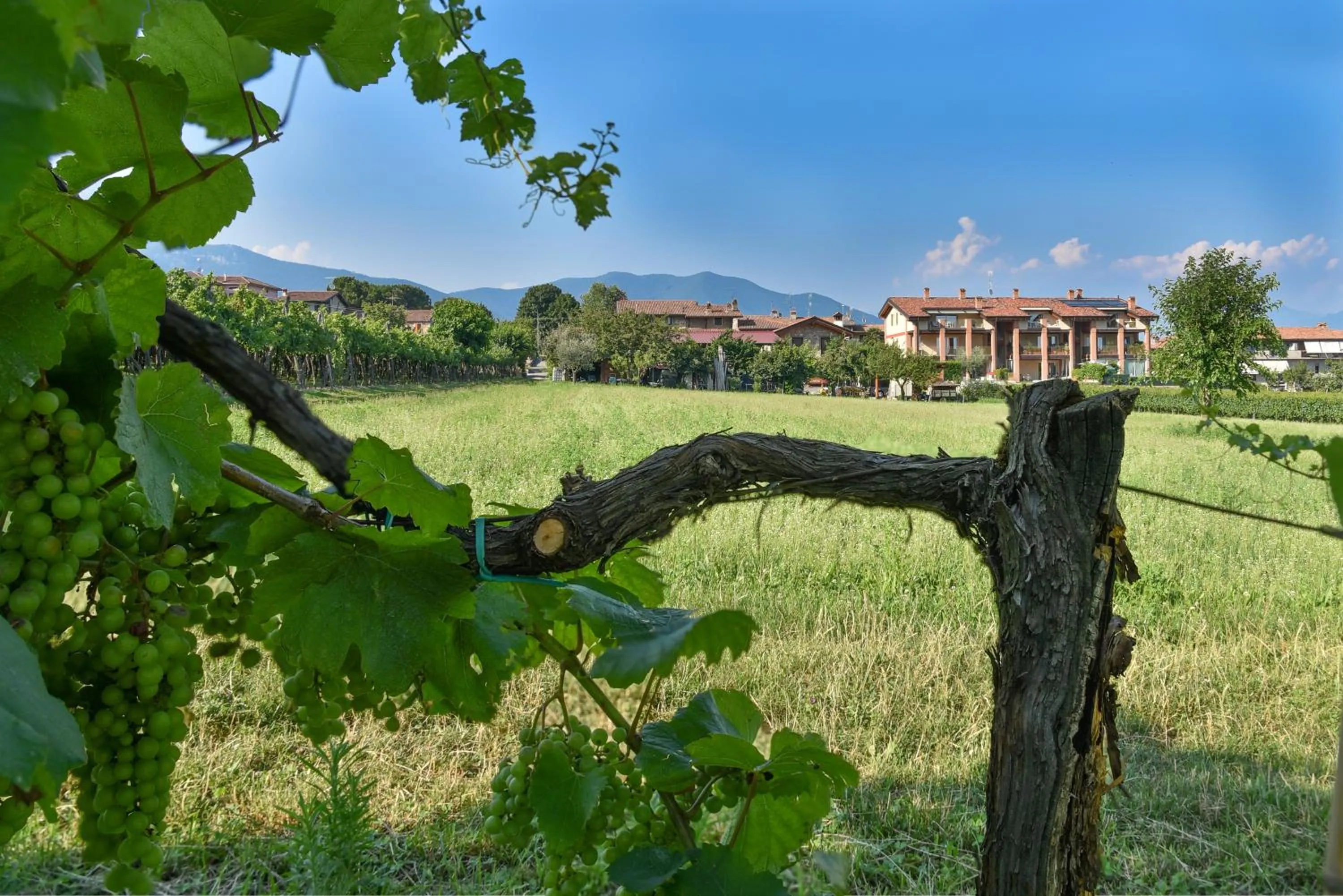 Natural landscape in La terrazza sulle vigne B&B