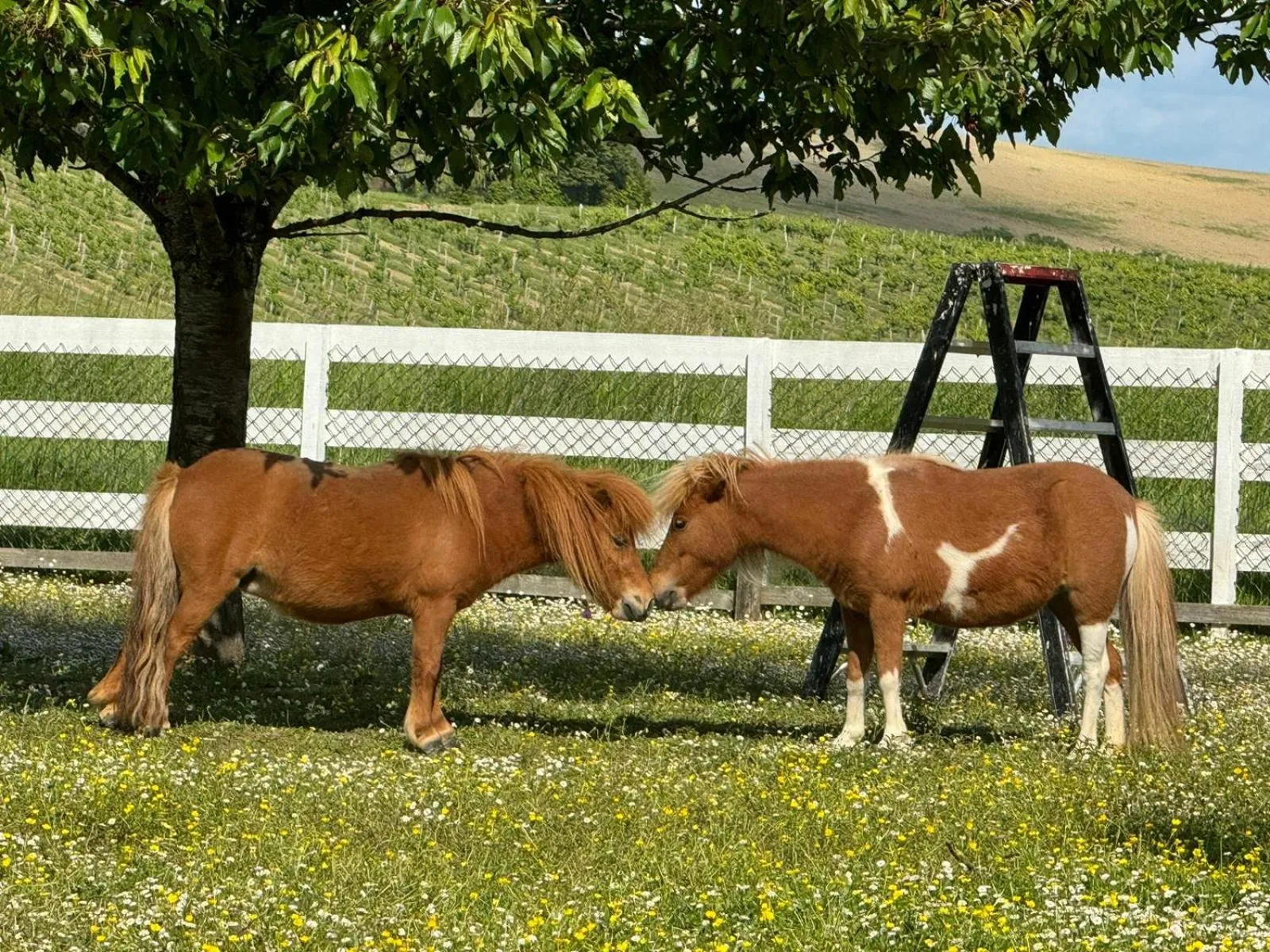 Animals in residence la Salamandre kamers