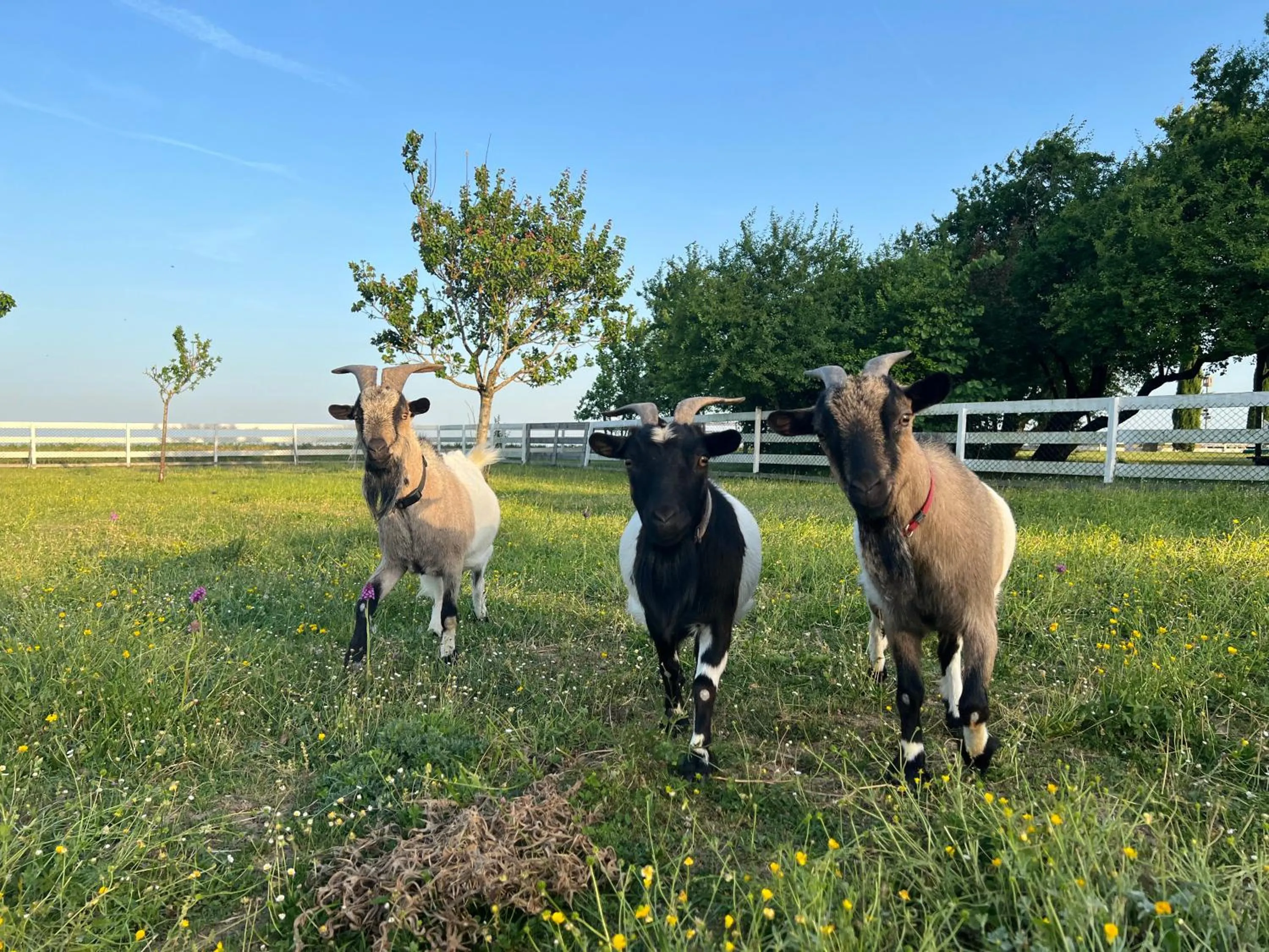 Animals in residence la Salamandre kamers