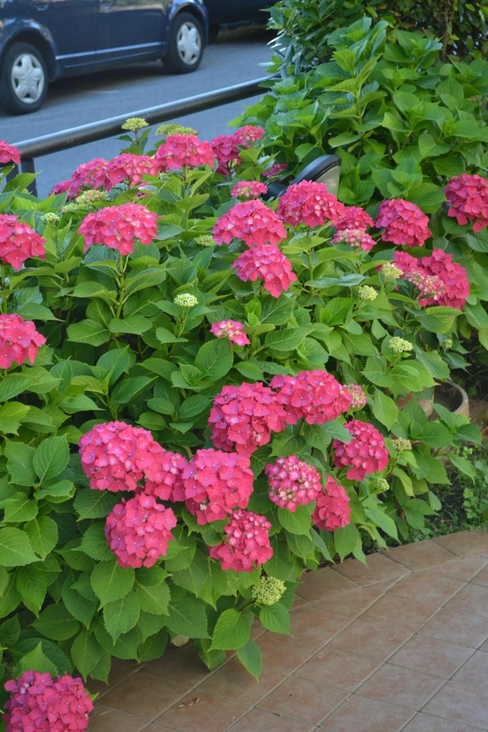 Spring in Hotel Maita