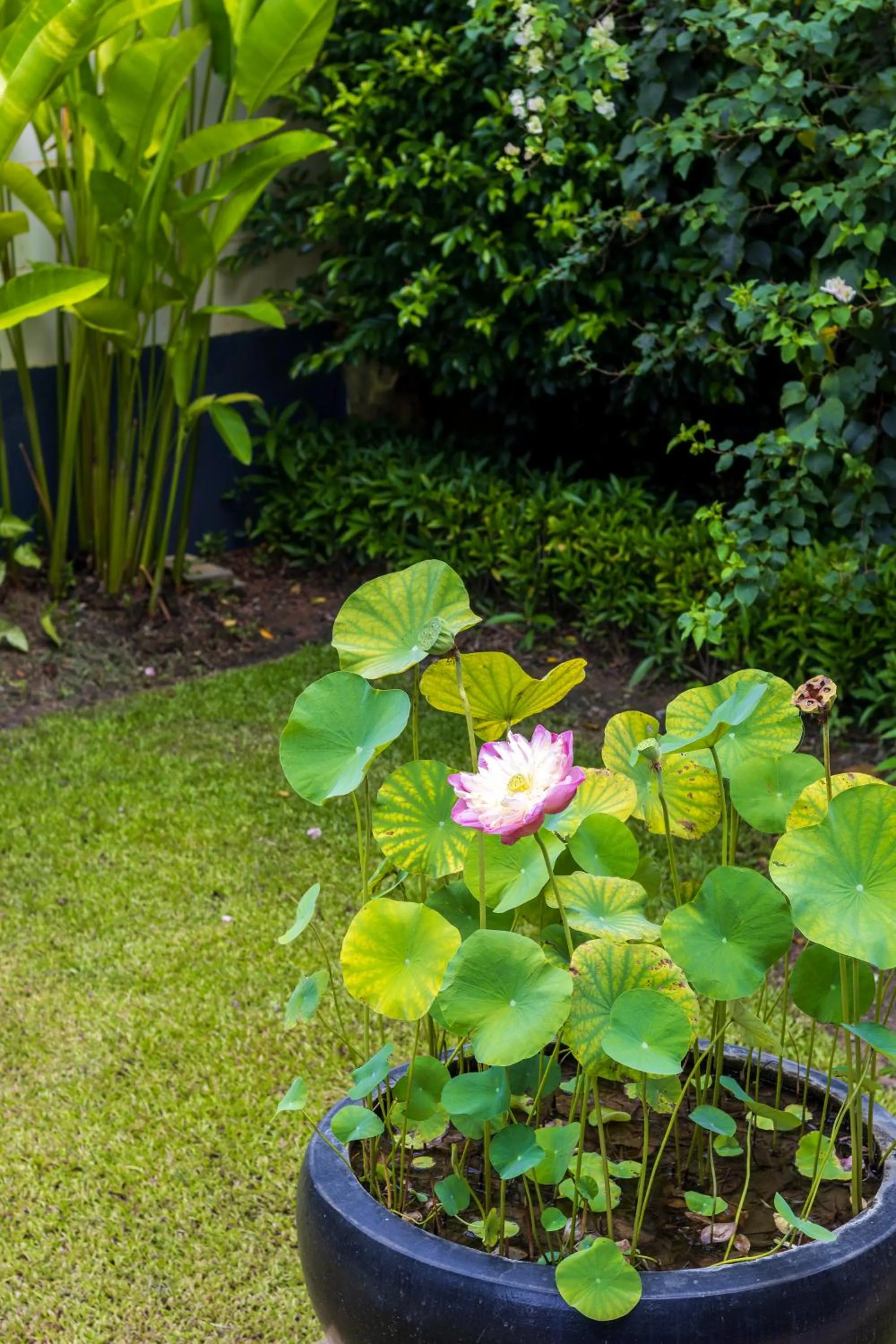 Garden view in Sala Siem Reap Hotel