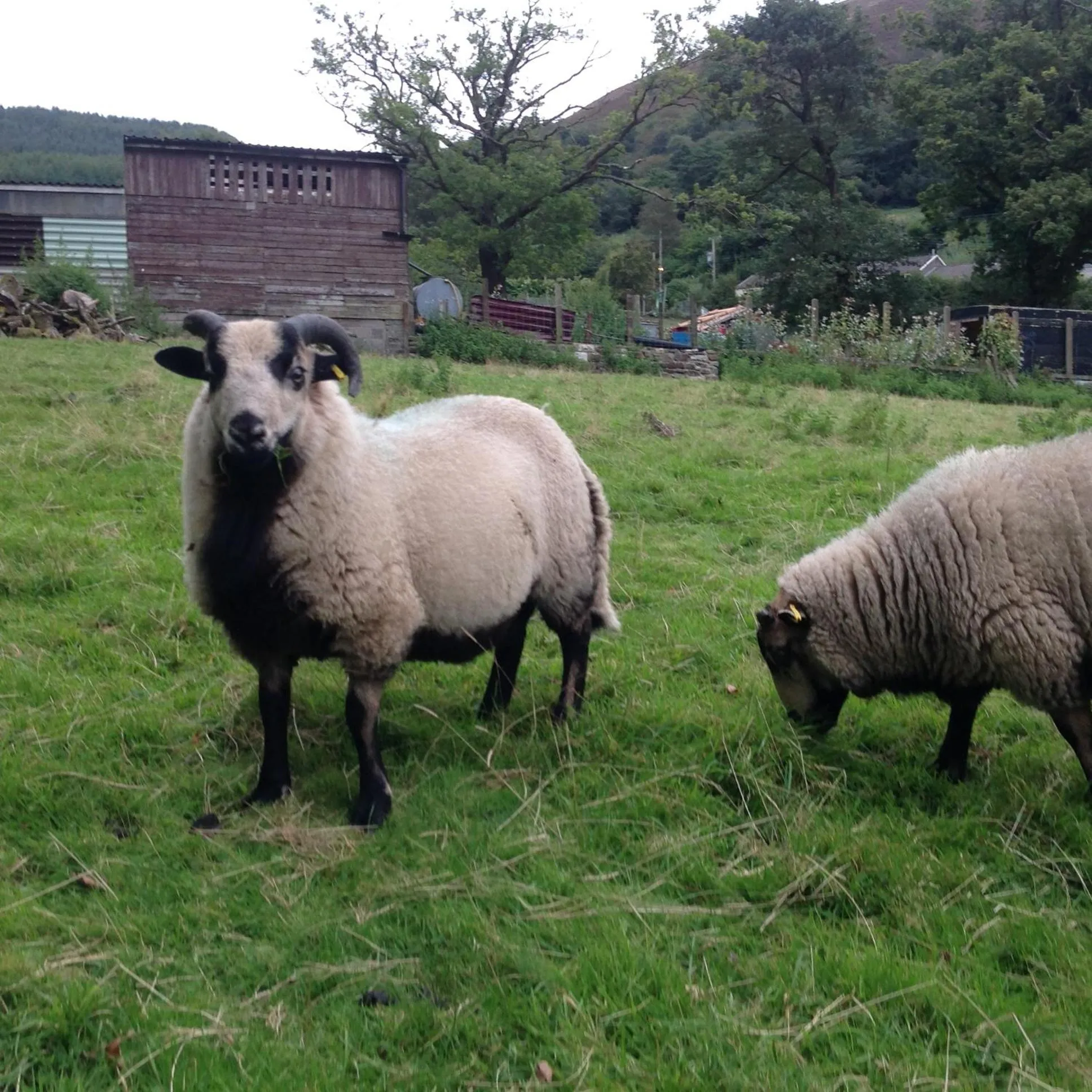 Day in Penybryn Cottages