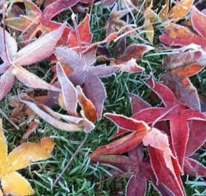 Natural landscape in Goldberryaccommodation