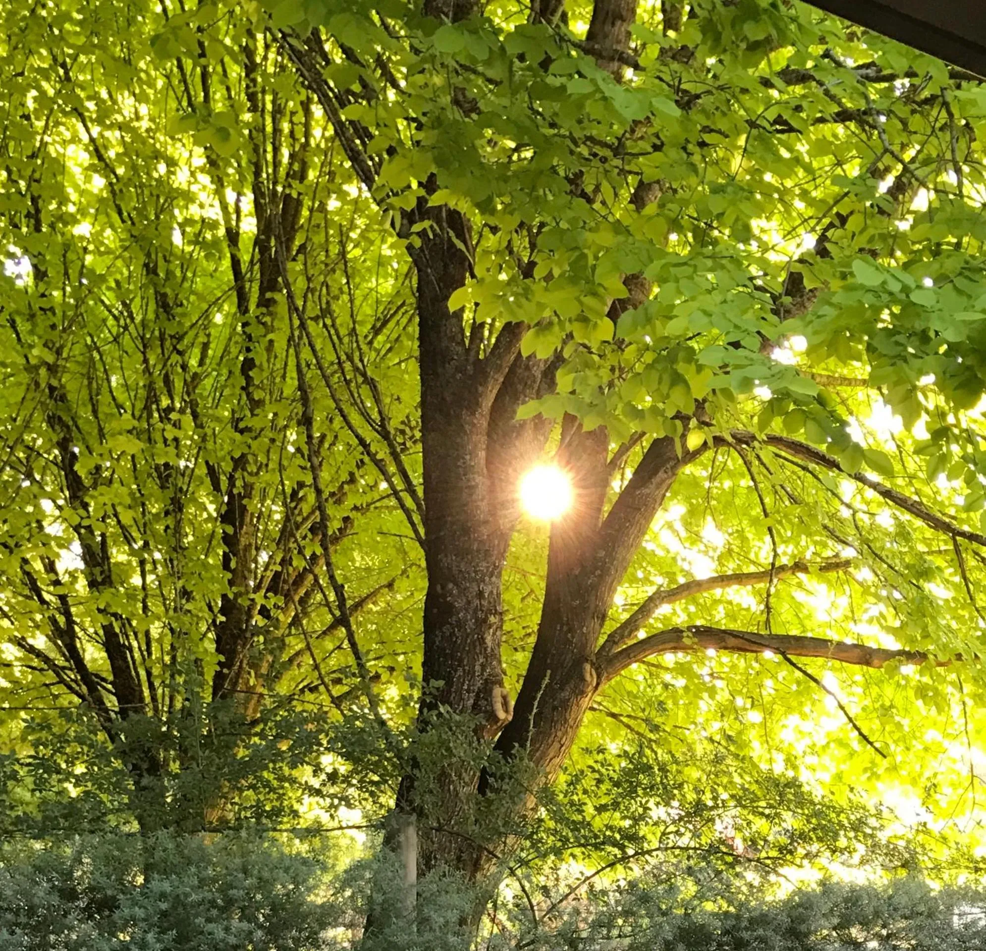 Garden view in Goldberryaccommodation