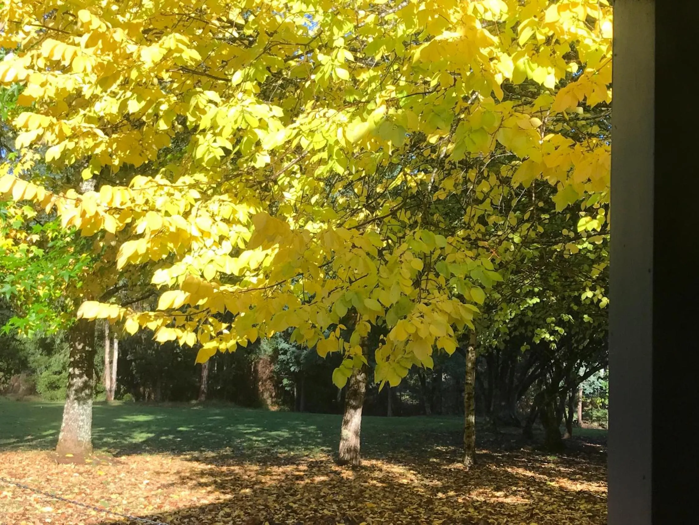 Goldberryaccommodation