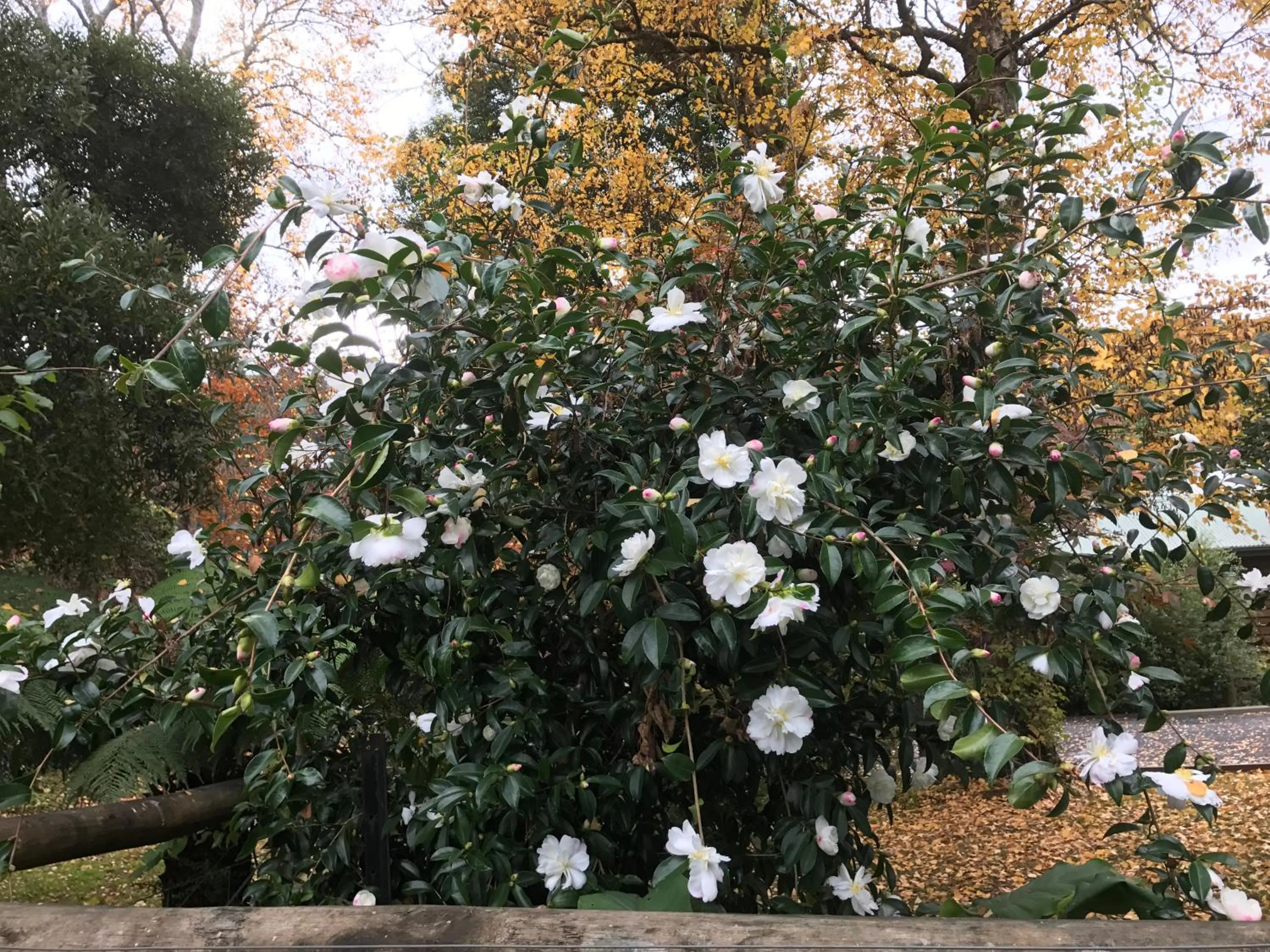 Garden in Goldberryaccommodation