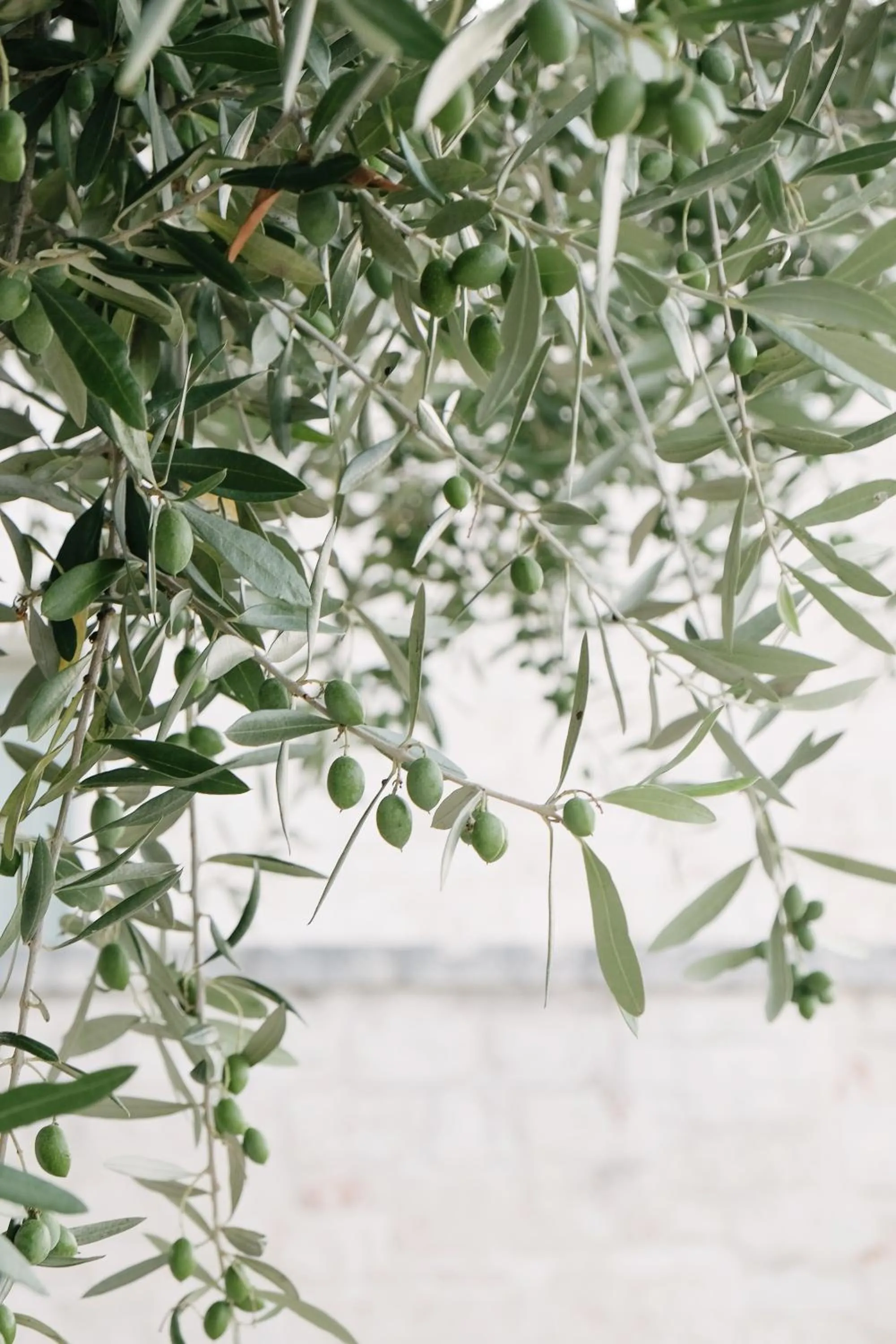 Property building in Pietra Pesara