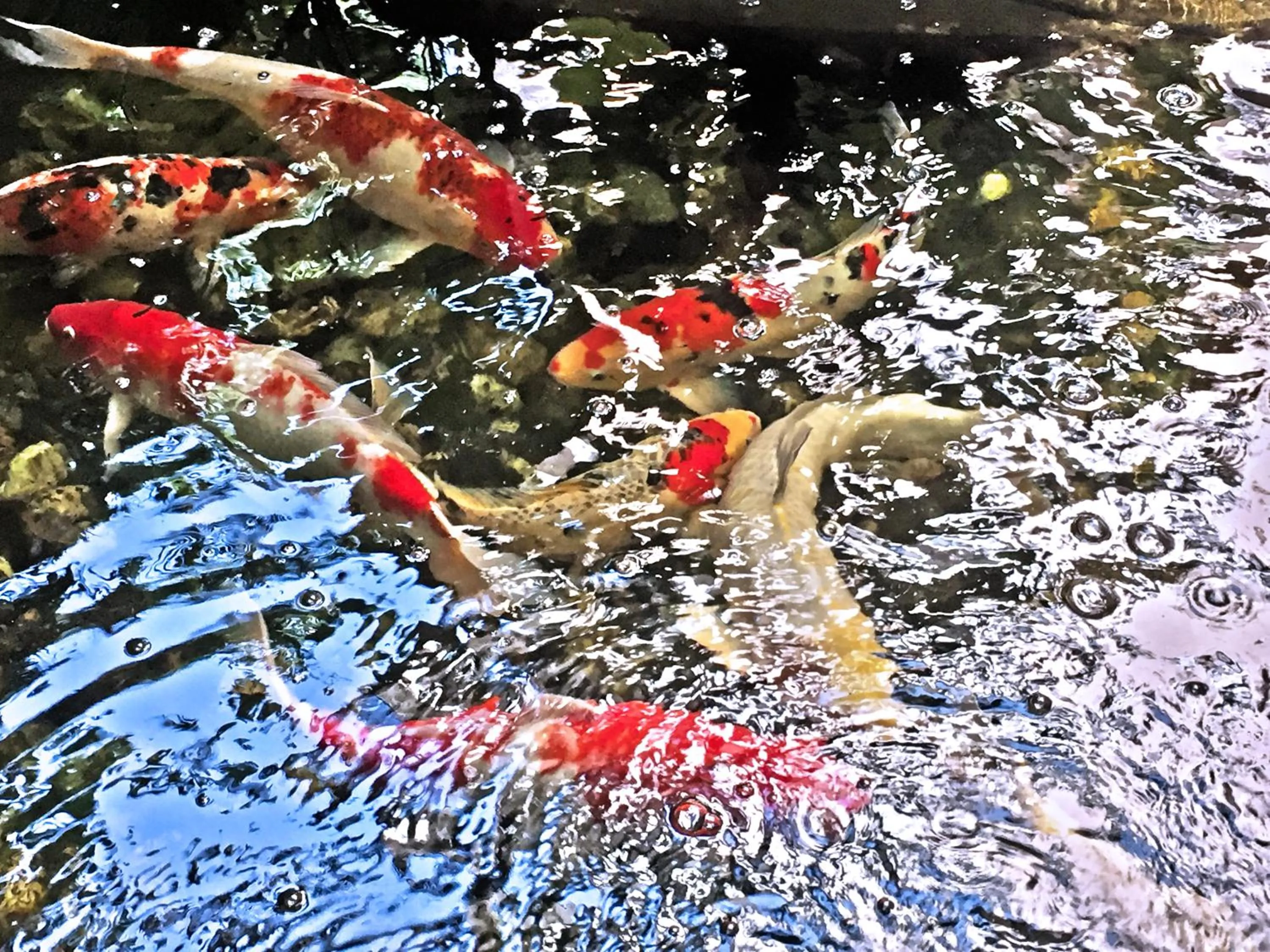 Garden in Rio Monte Residence